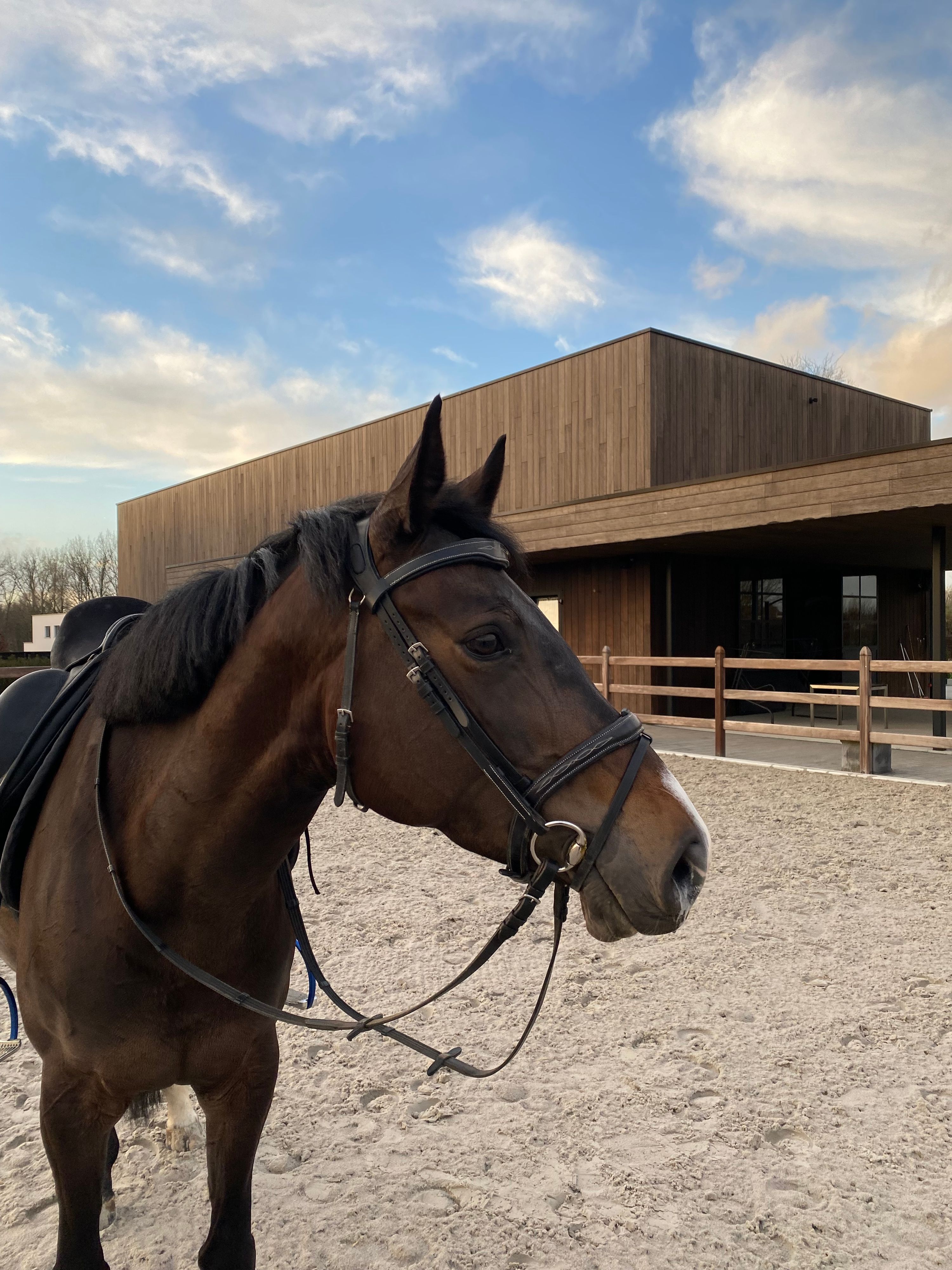 bwp springpaard merrie 10 Jahre alt donkerbruin zu verkaufen - Foto 4
