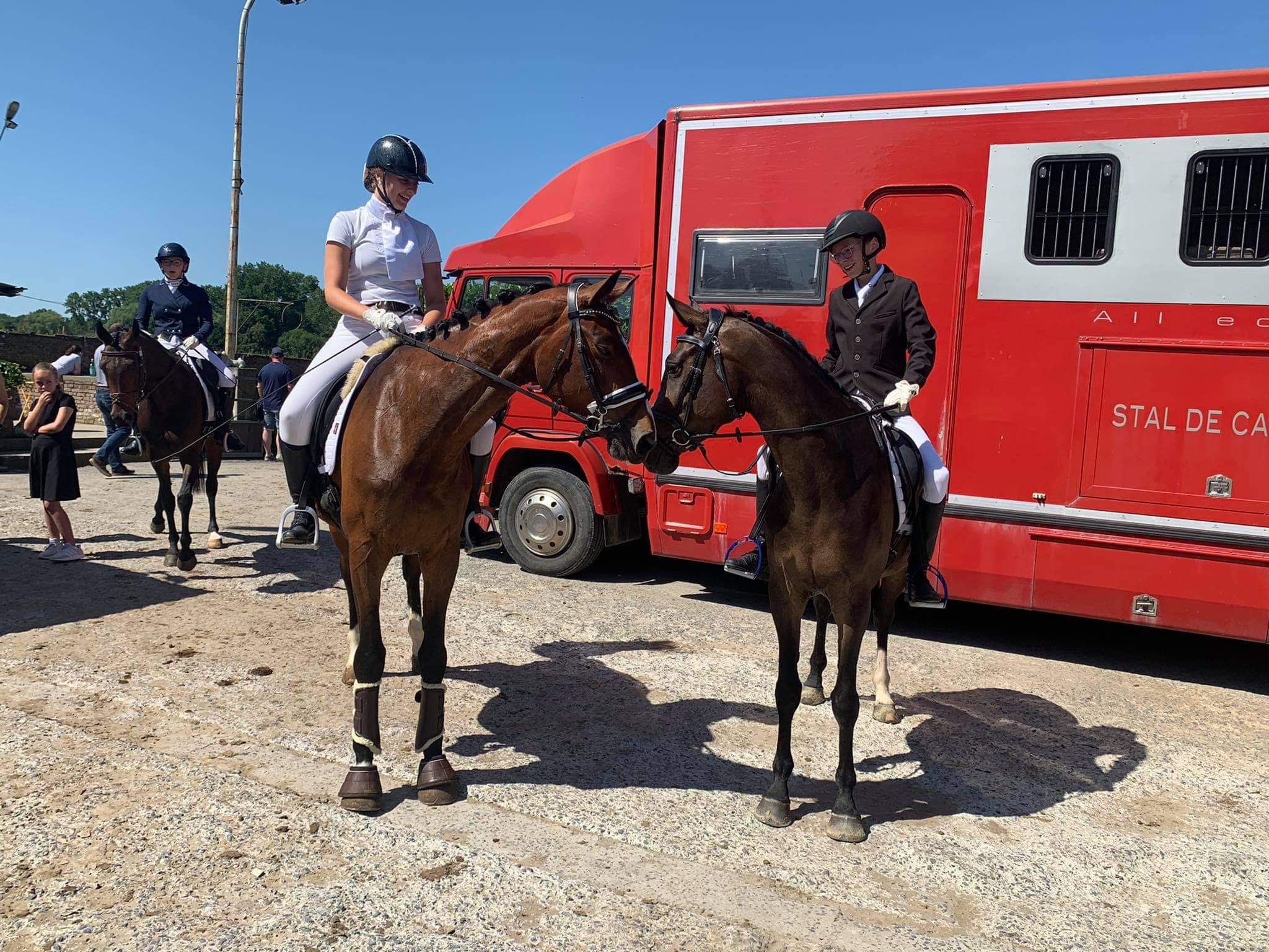 bwp springpaard merrie 10 Jahre alt donkerbruin zu verkaufen - Foto 3