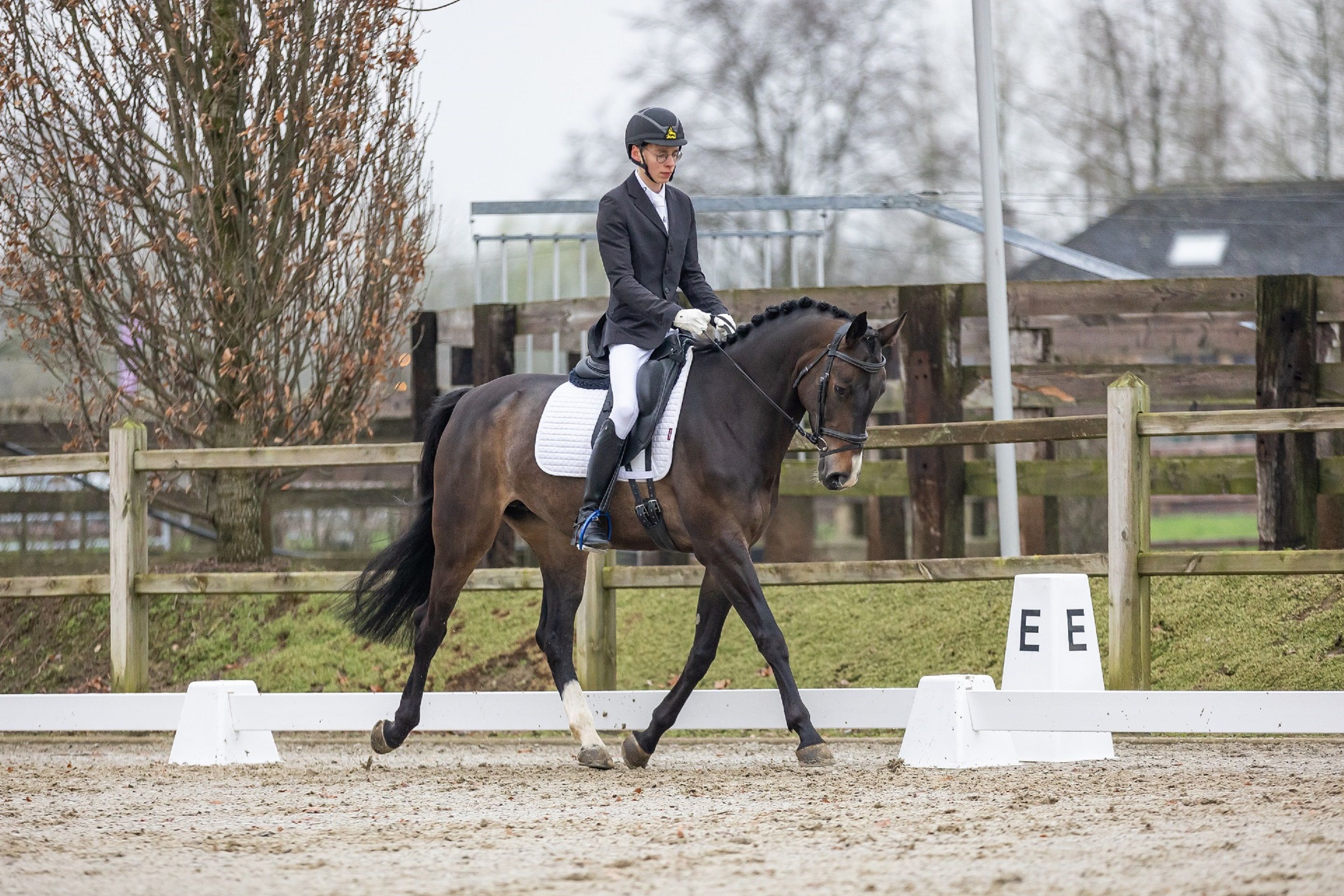 bwp springpaard merrie 10 Jahre alt donkerbruin zu verkaufen - Foto 2
