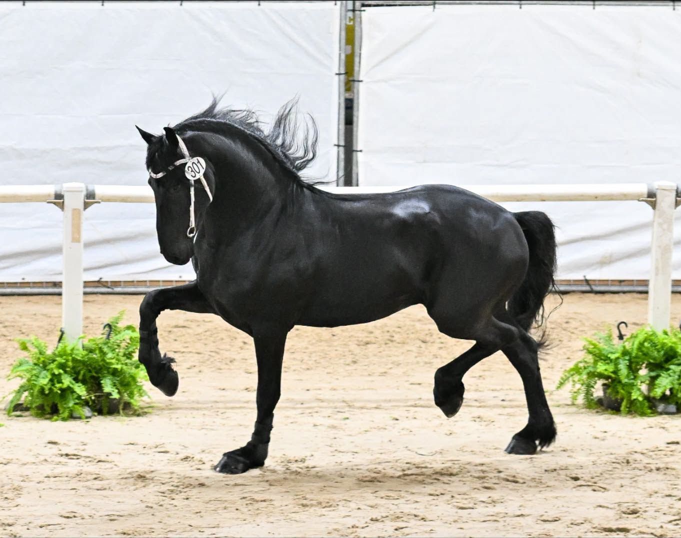 fries ruin 3 år zwart till salu - Foto 2
