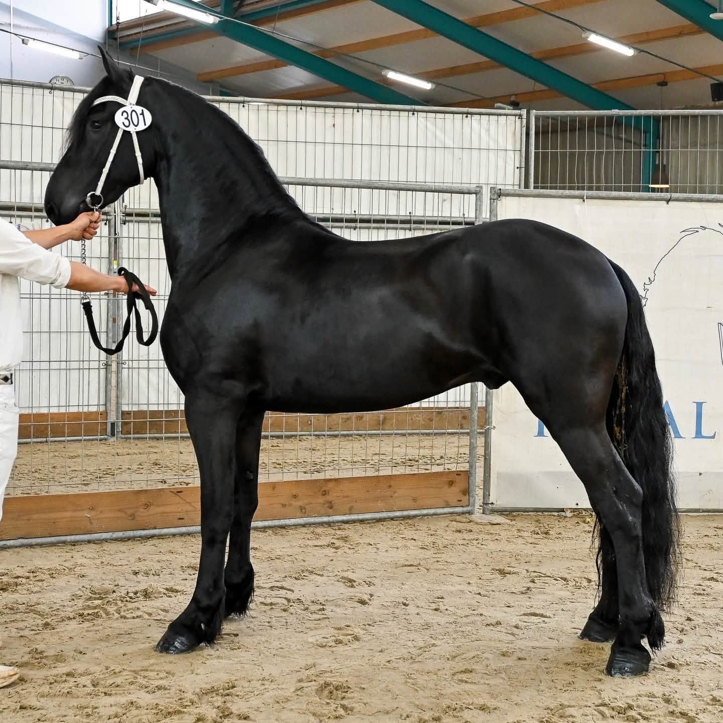 Talangfull friser ster-valack!