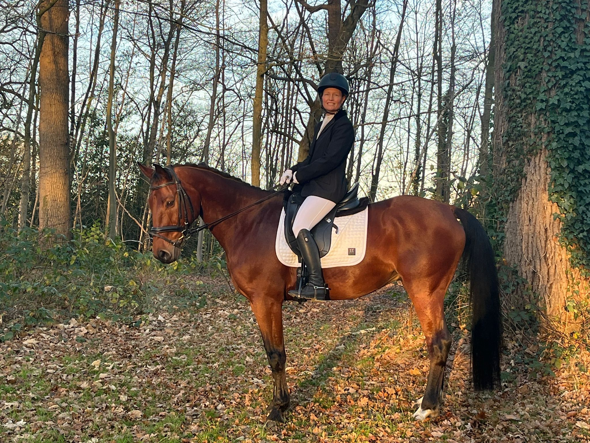 Versatile KWPN gelding, 15 years old