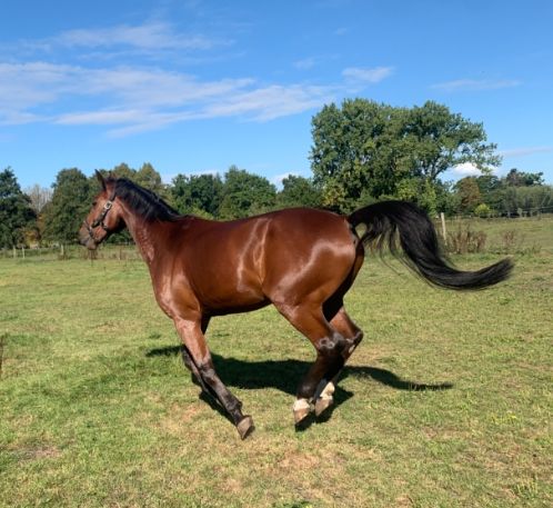 kwpn allrounder ruin 15 years old kastanje for sale - Photo 5