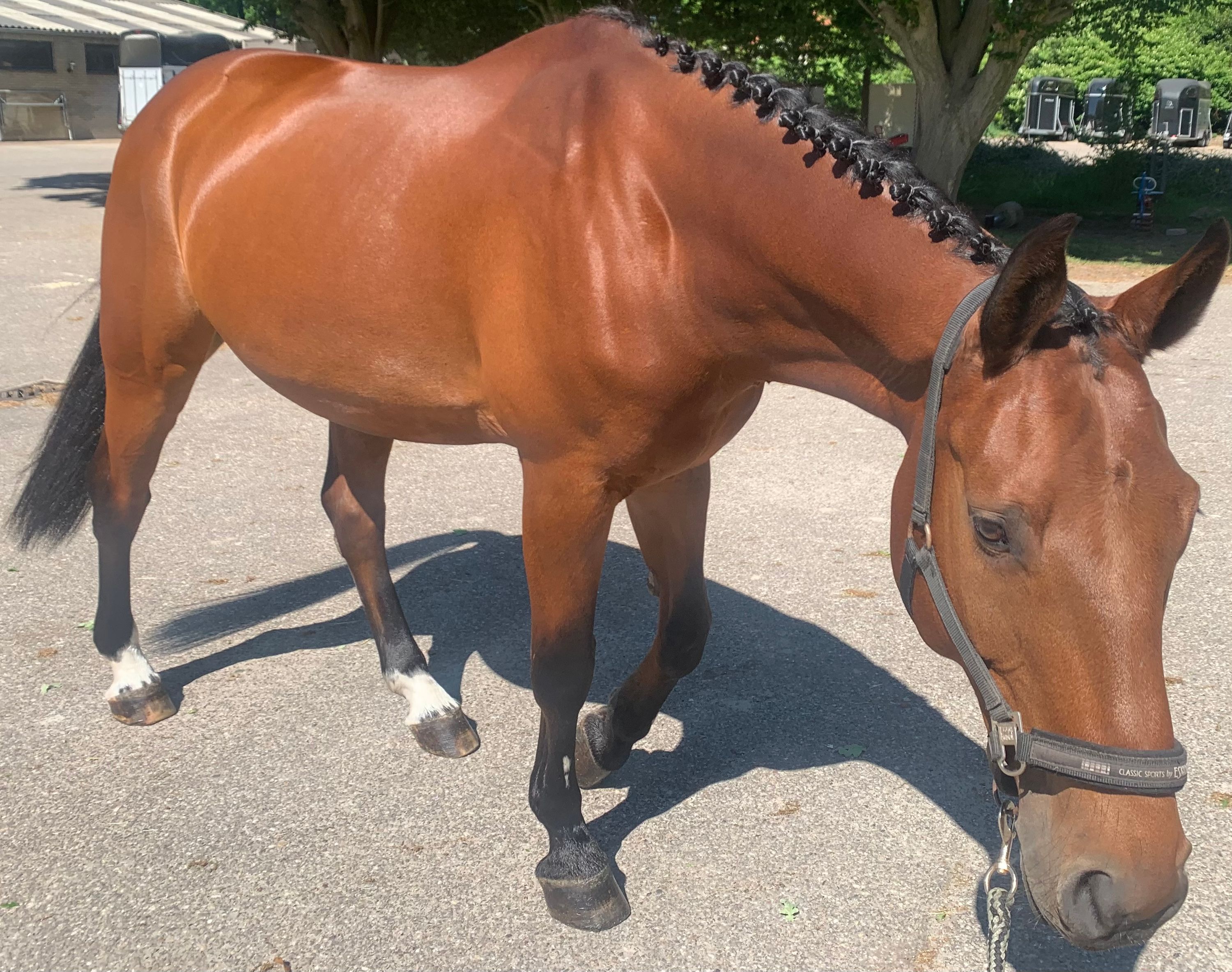 kwpn allrounder ruin 15 years old kastanje for sale - Photo 4