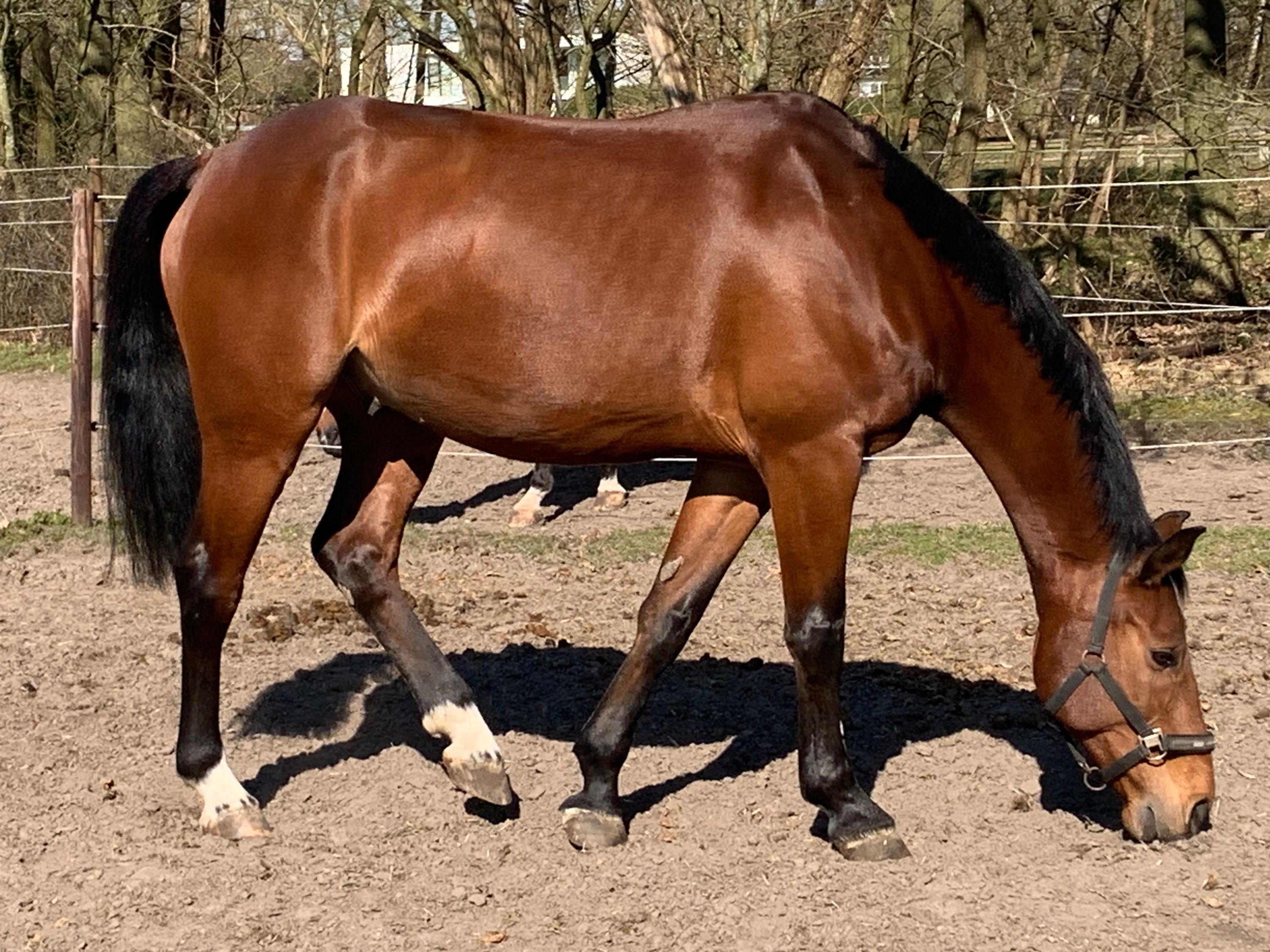 kwpn allrounder ruin 15 years old kastanje for sale - Photo 3