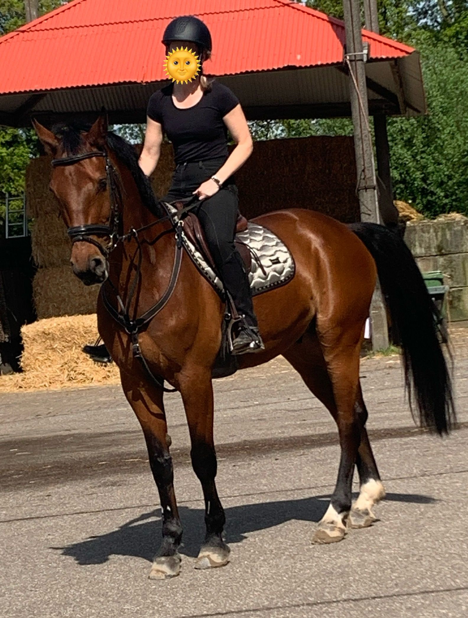 kwpn allrounder ruin 15 years old kastanje for sale - Photo 2