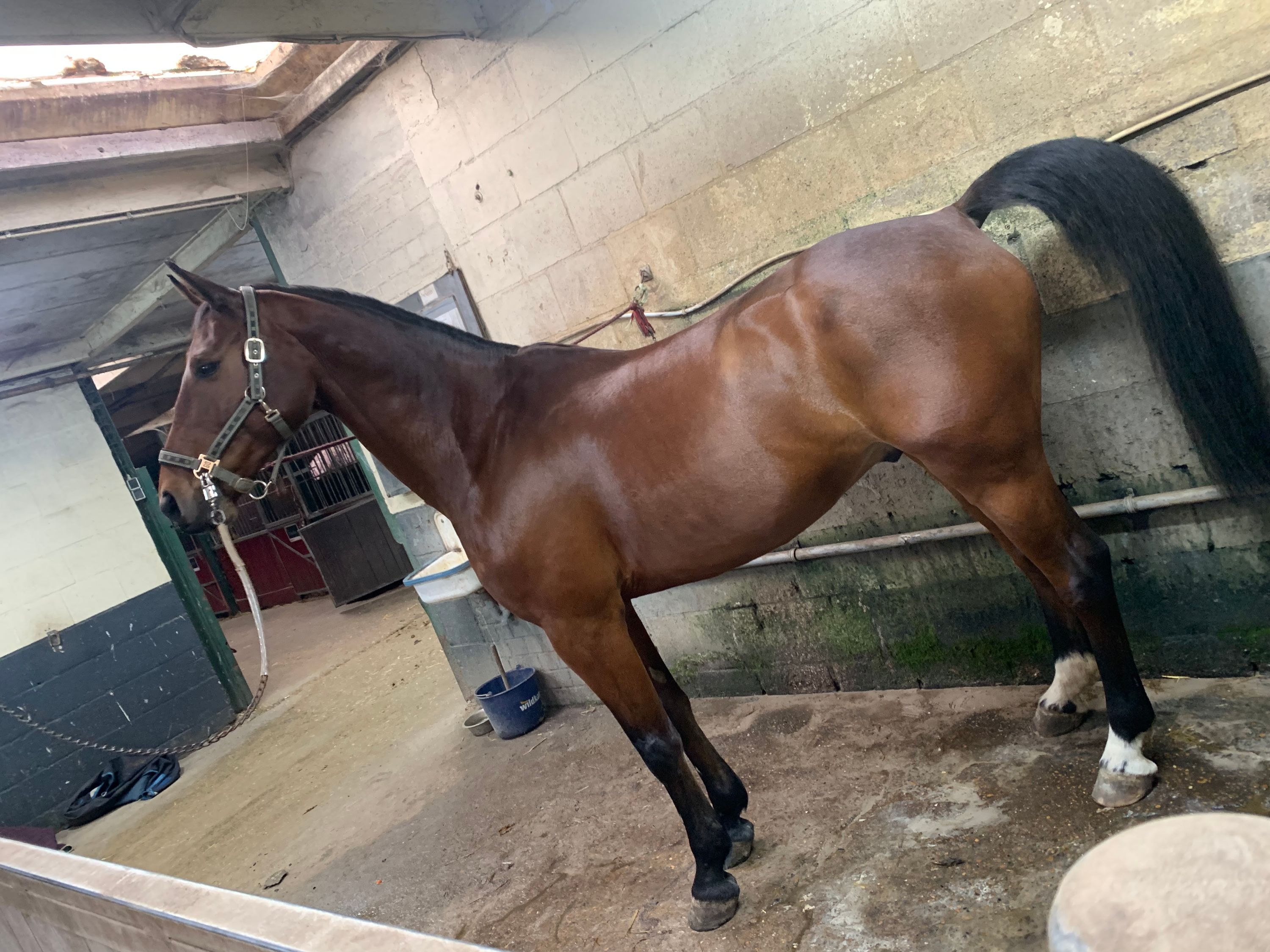 kwpn allrounder ruin 15 years old kastanje for sale - Photo 6