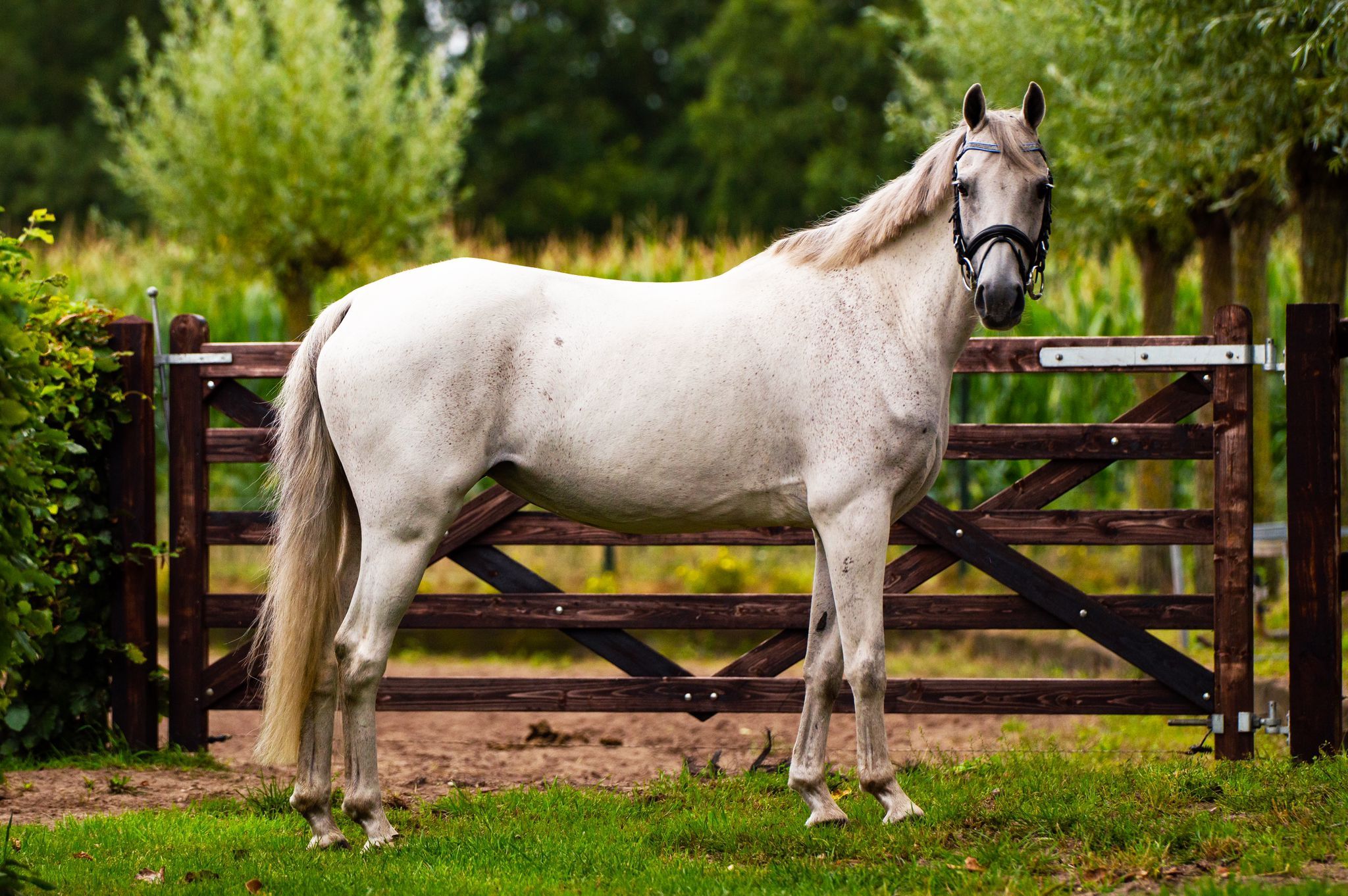 connemara allround-pony merrie 18 Jahre alt schimmel zu verkaufen - Foto 2