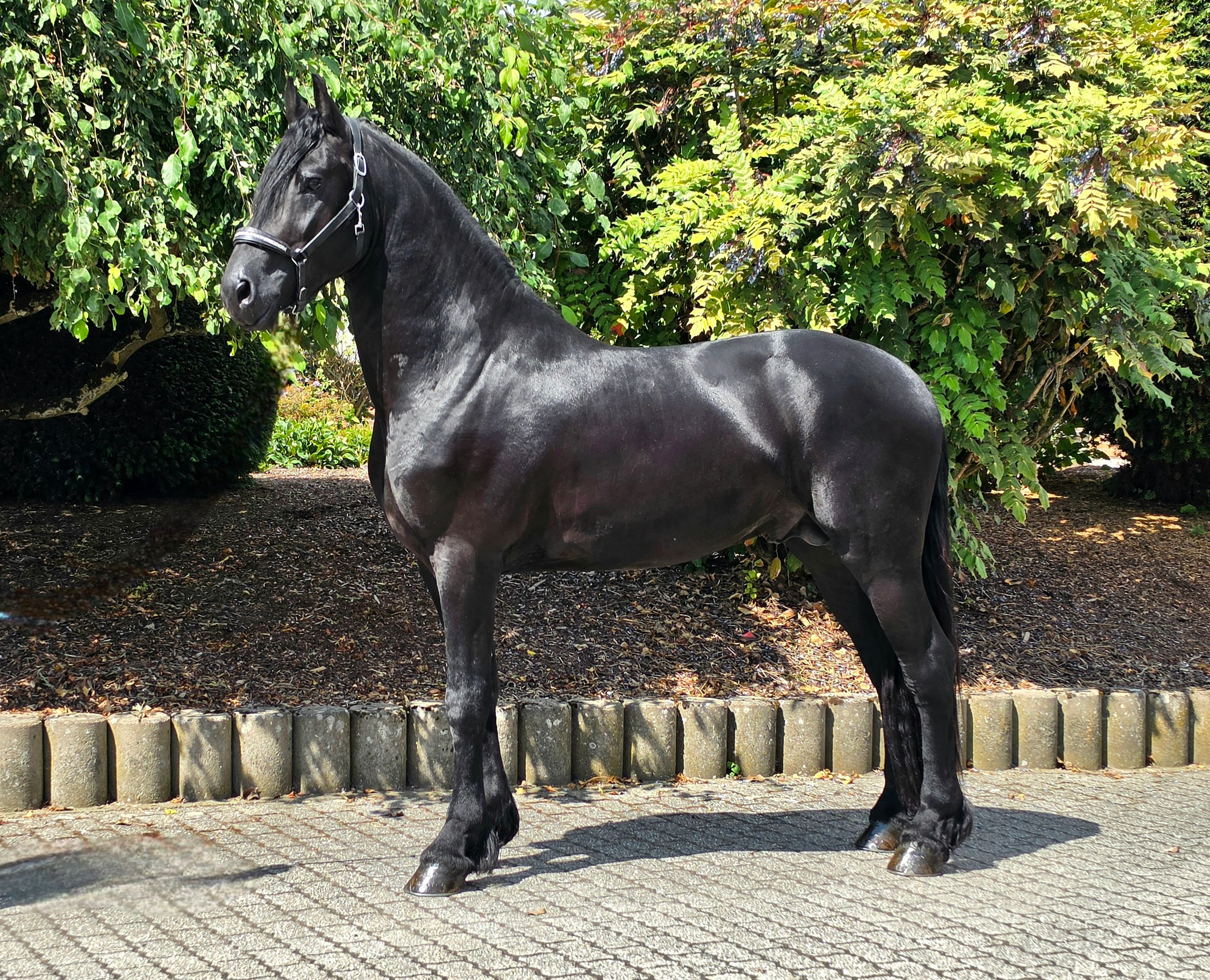Wilhelm FH