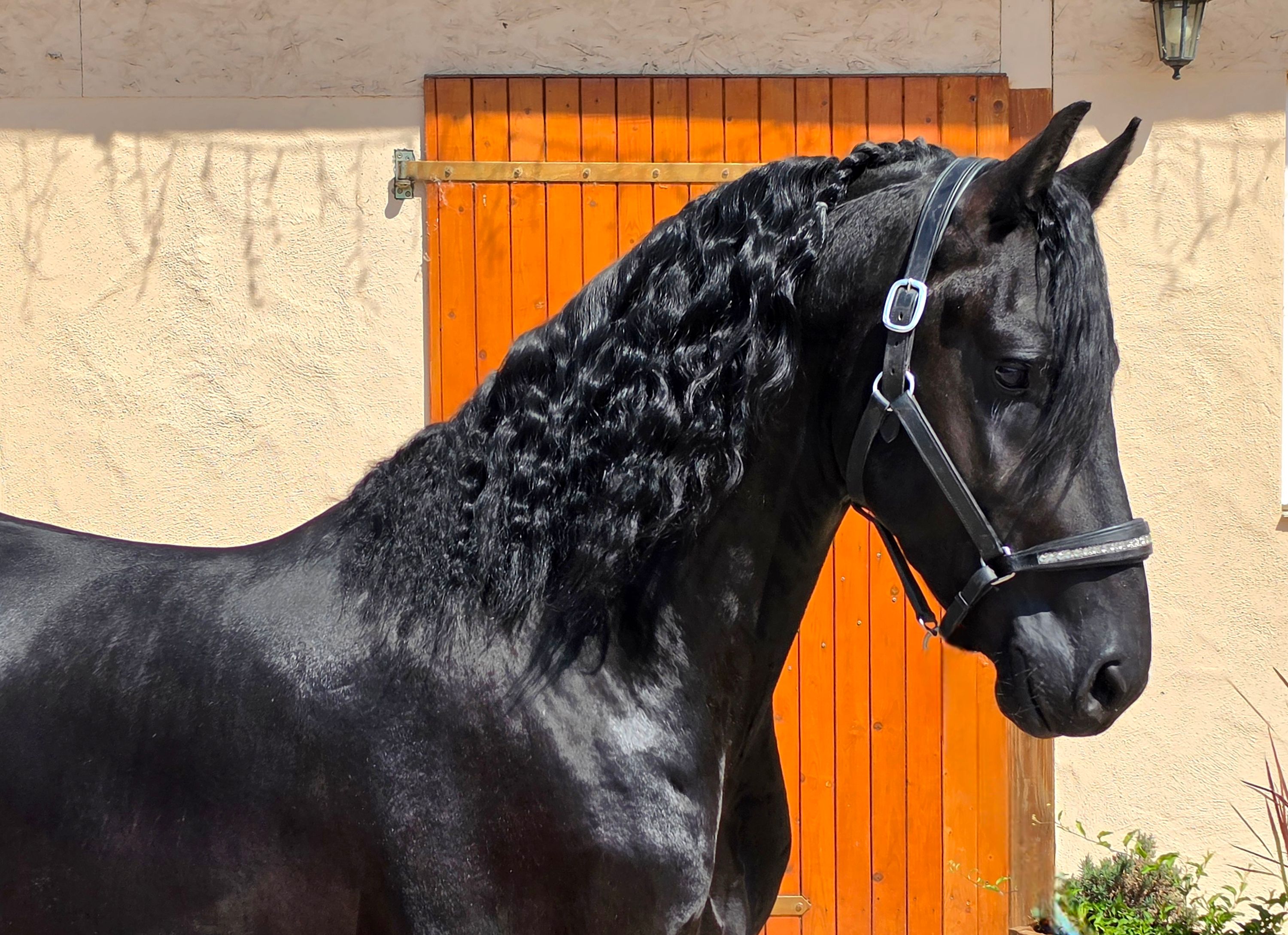 fries hengst 3 years old zwart for sale - Photo 3