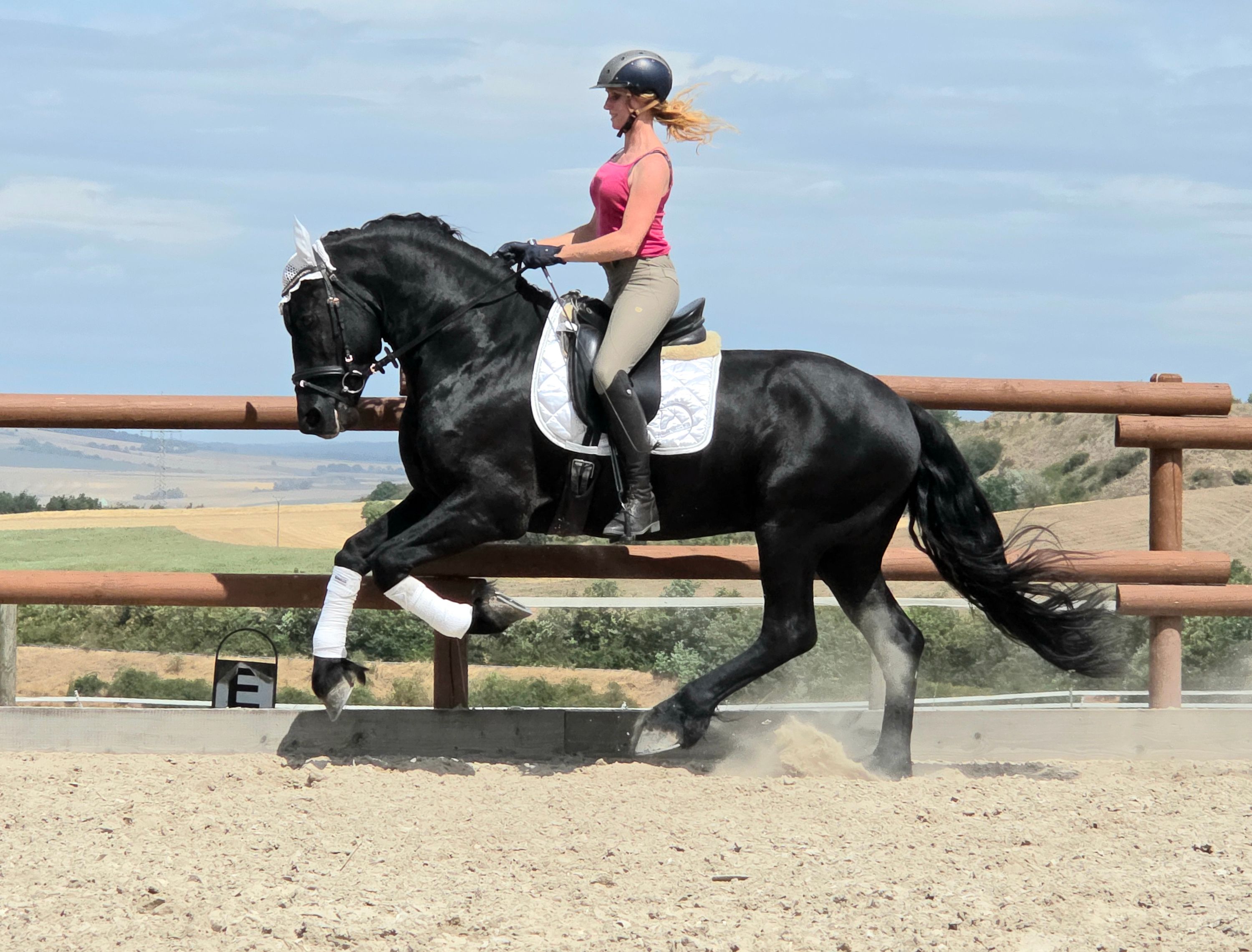 fries hengst 3 years old zwart for sale - Photo 4
