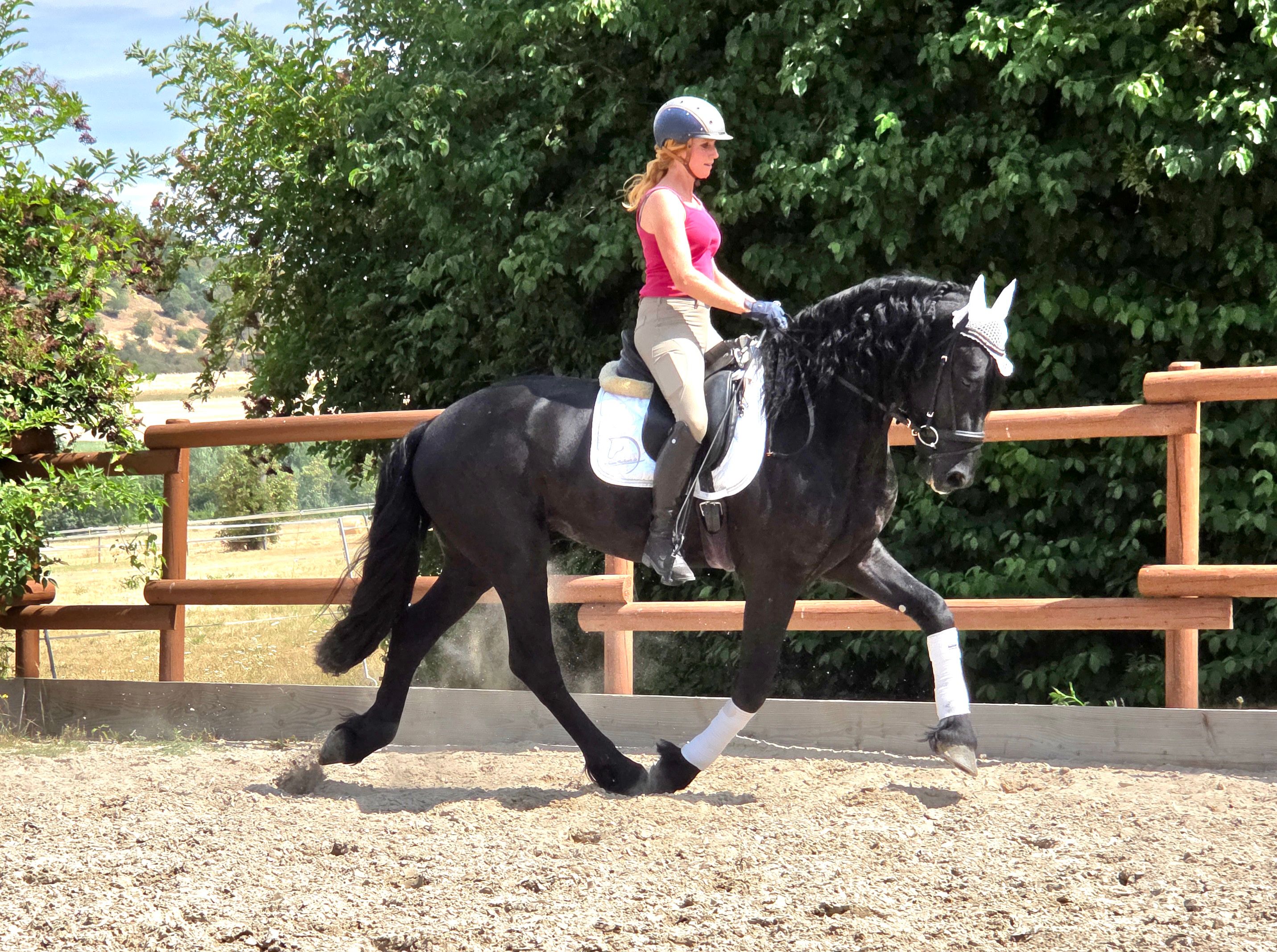 fries hengst 3 years old zwart for sale - Photo 5