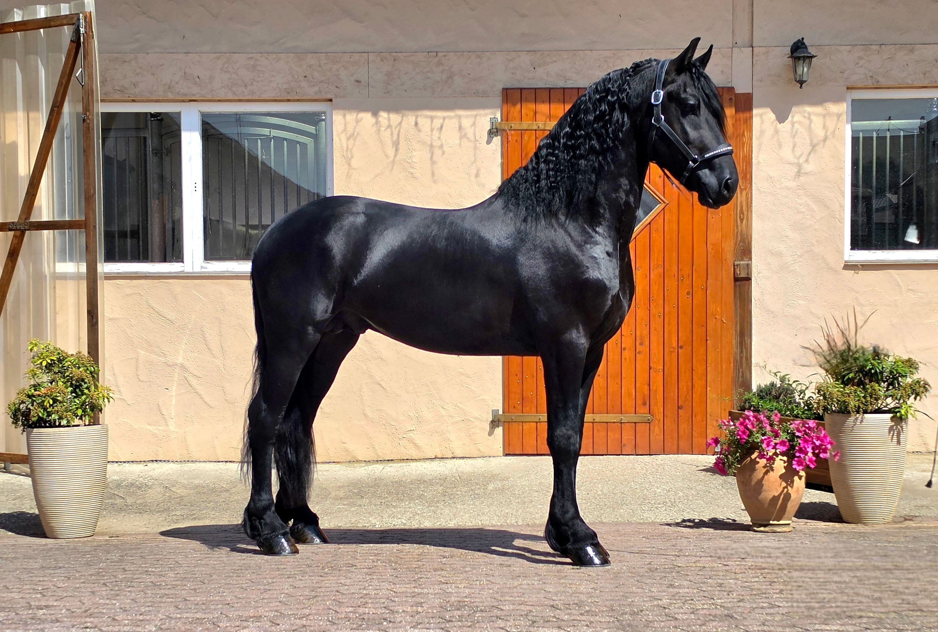 fries hengst 3 years old zwart for sale - Photo 2