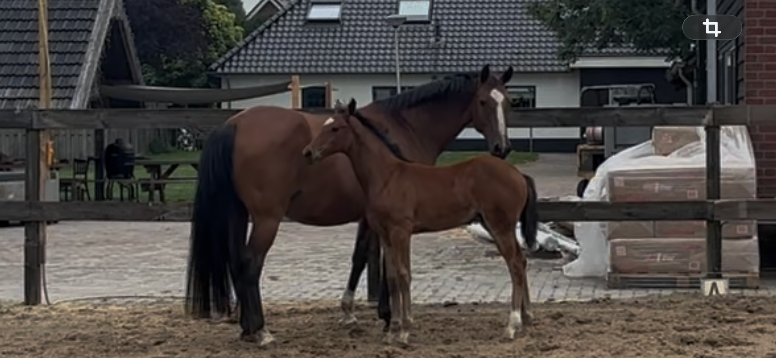 kwpn springpaard merrie 12 años bruin en venta - Foto 2
