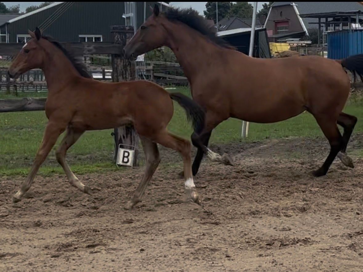 kwpn springpaard merrie 12 años bruin en venta - Foto 3