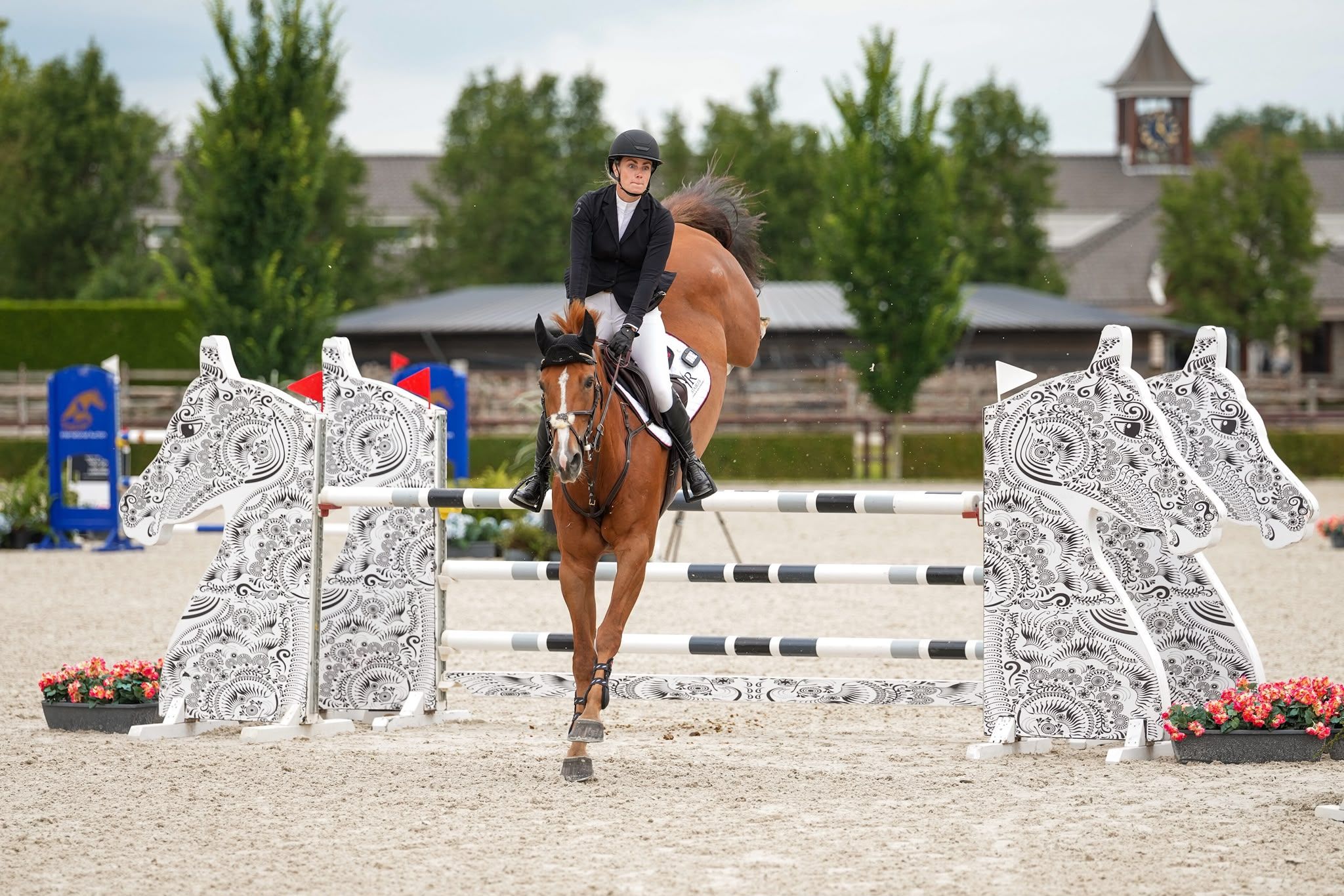 anglo-europees springpaard merrie 12 år vos till salu - Foto 2