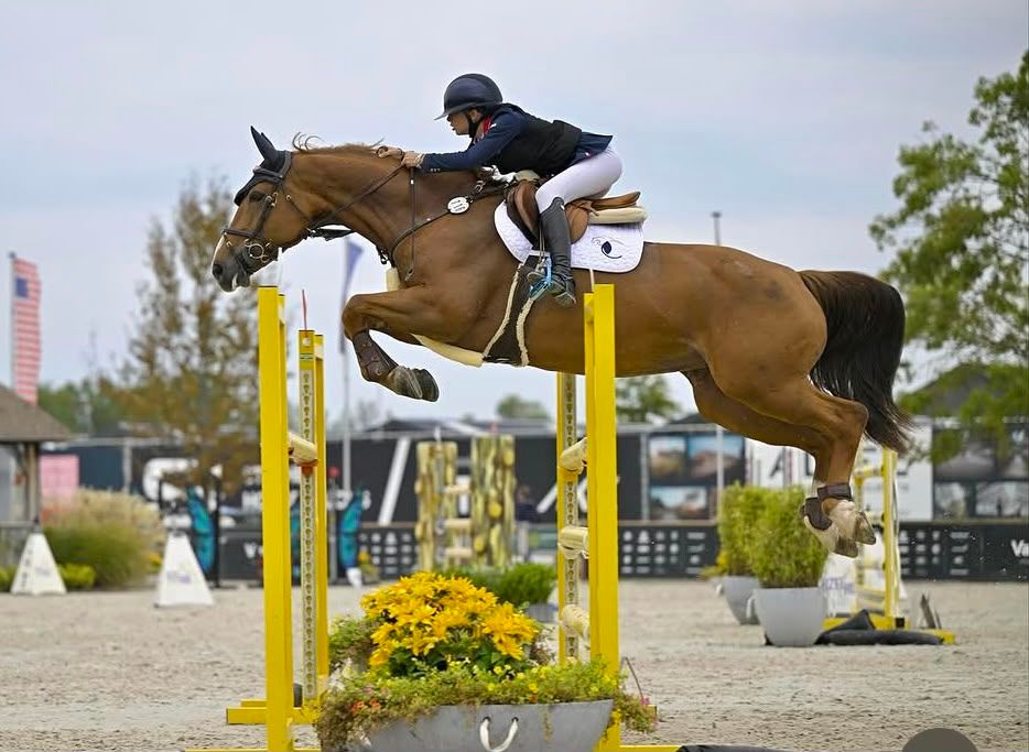 anglo-europees springpaard merrie 12 år vos till salu - Foto 3