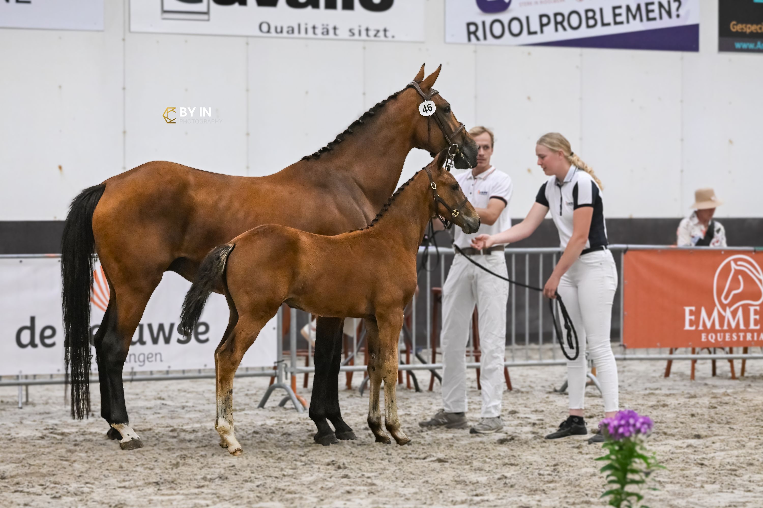 kwpn springpaard hengst 0 år bruin till salu - Foto 2