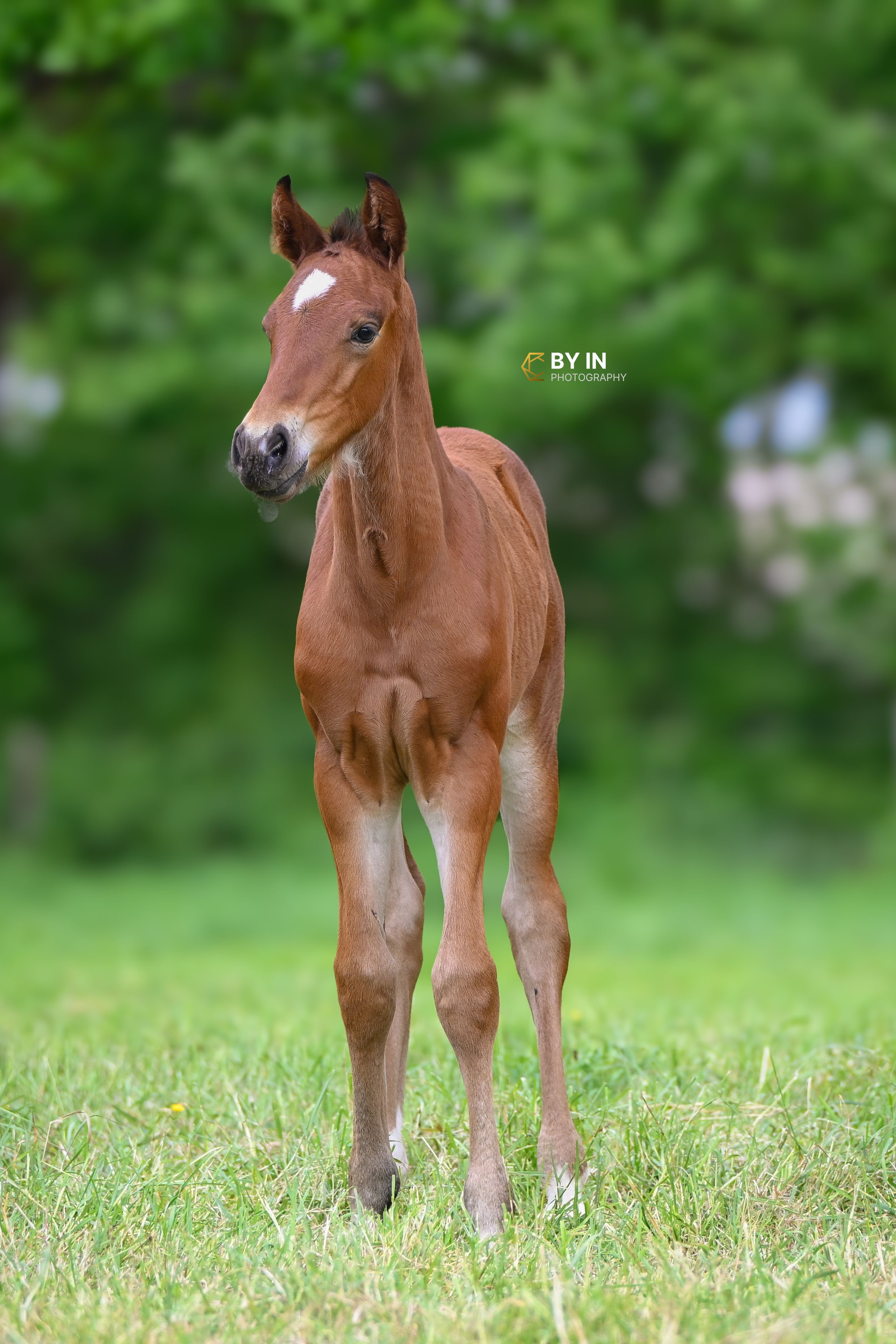 kwpn springpaard hengst 0 år bruin till salu - Foto 5
