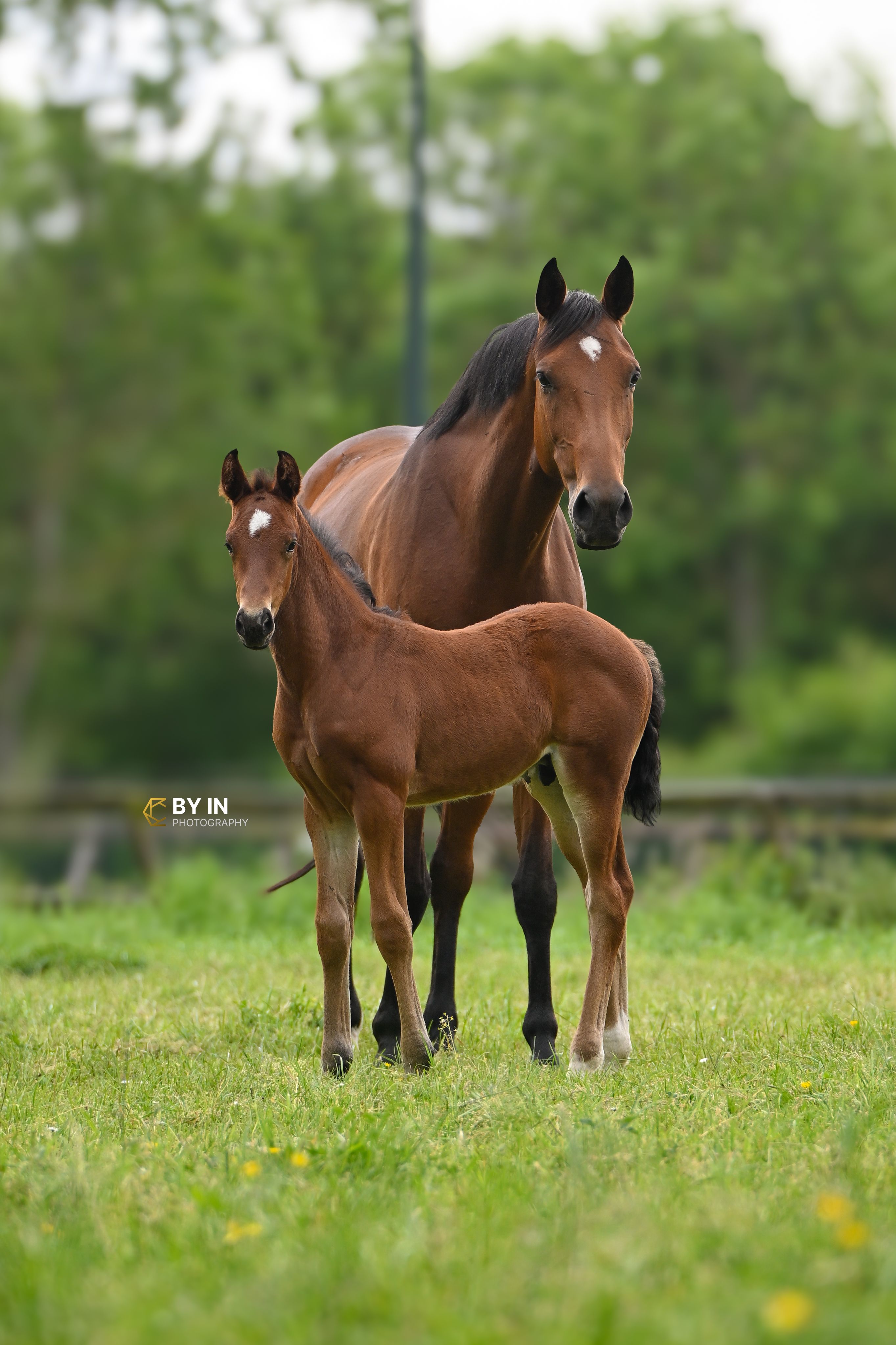 kwpn springpaard hengst 0 år bruin till salu - Foto 4