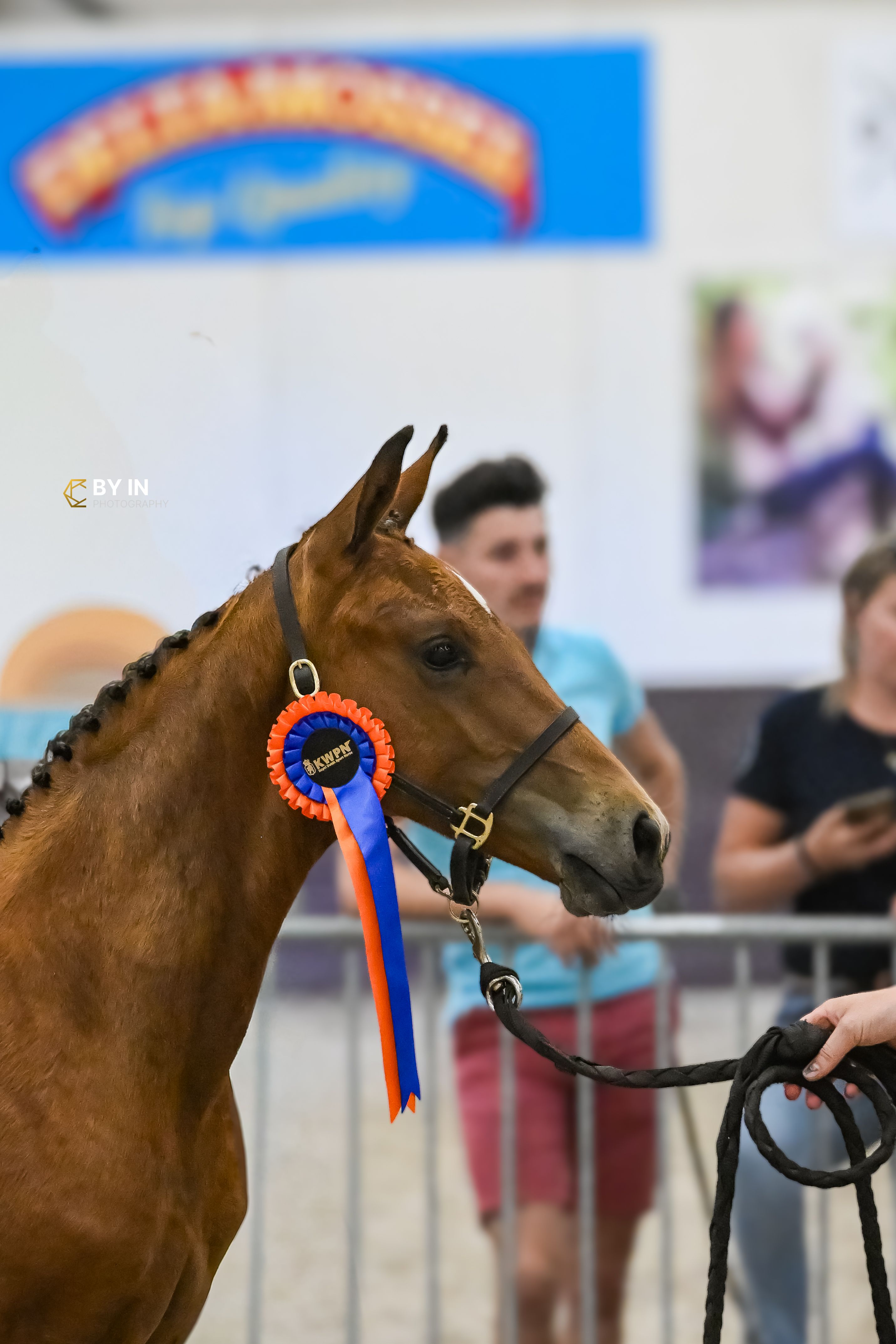 kwpn springpaard hengst 0 år bruin till salu - Foto 3