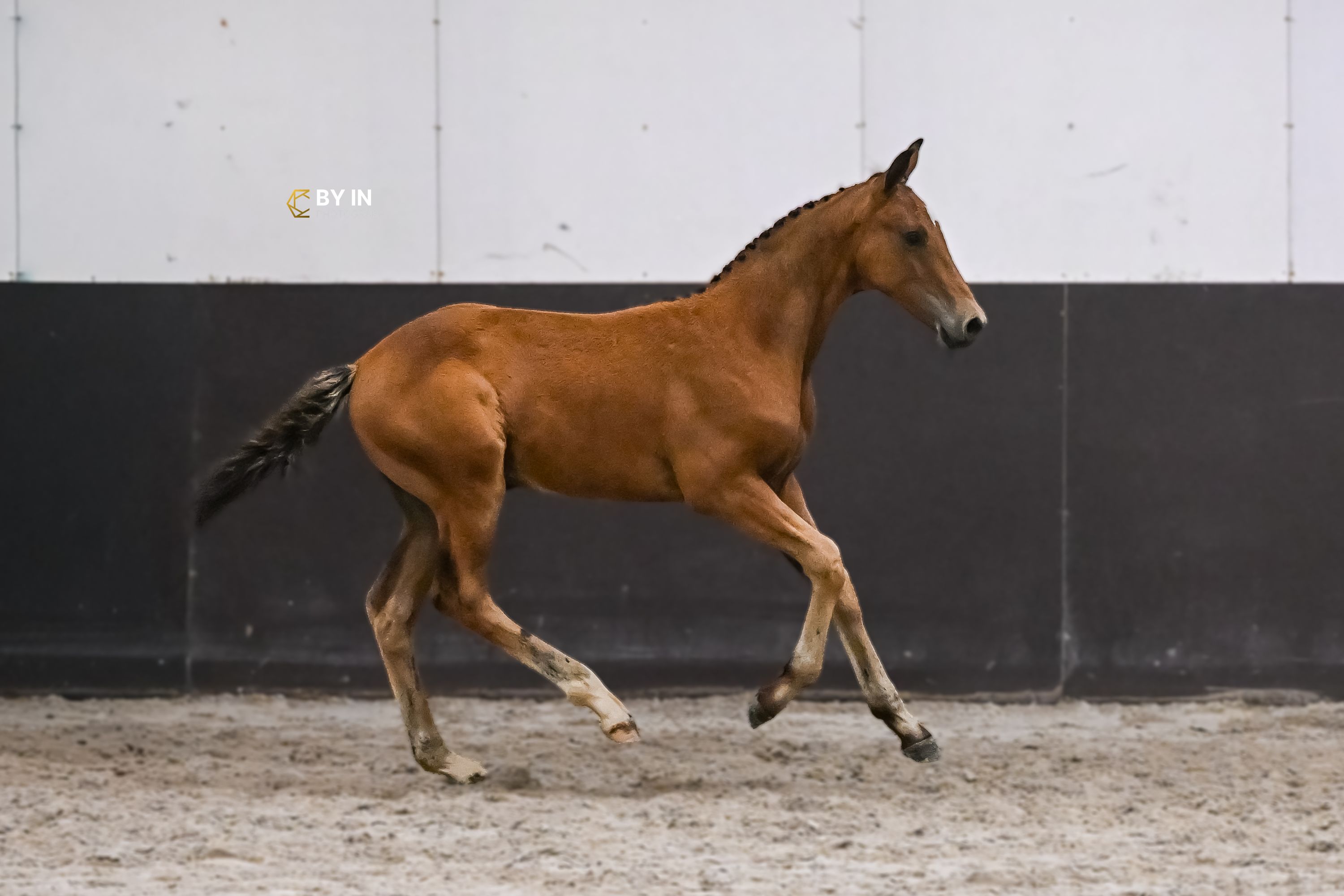 Hengstfohlen stargos vdl x komme casall x Dallas