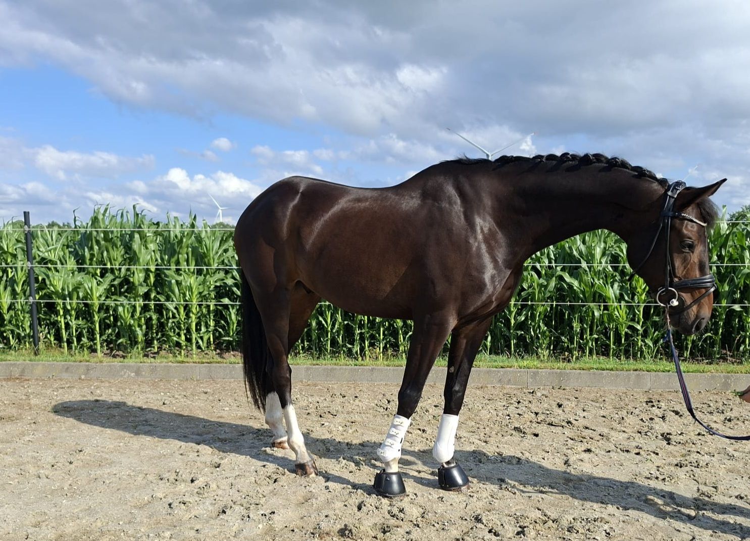 kwpn dressuurpaard ruin 6 years old bruin for sale - Photo 4