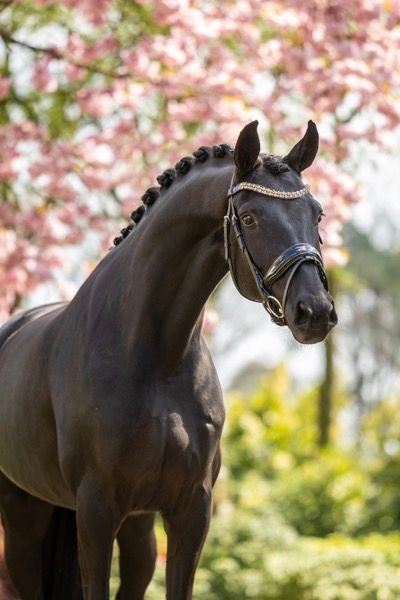 Superbe jument de 4 ans par Desperado