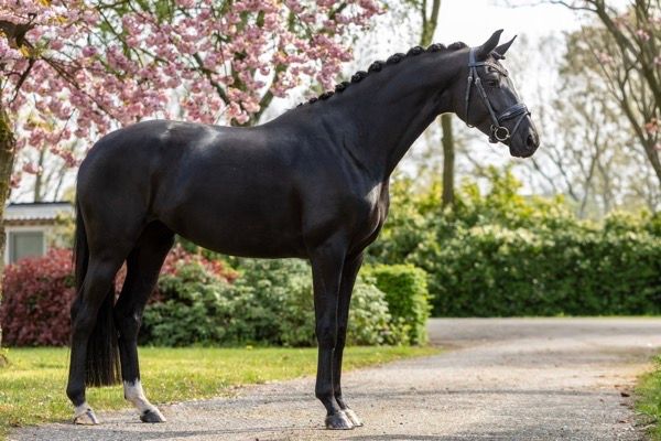 kwpn dressuurpaard merrie 4 jaar zwart te koop - Foto 2