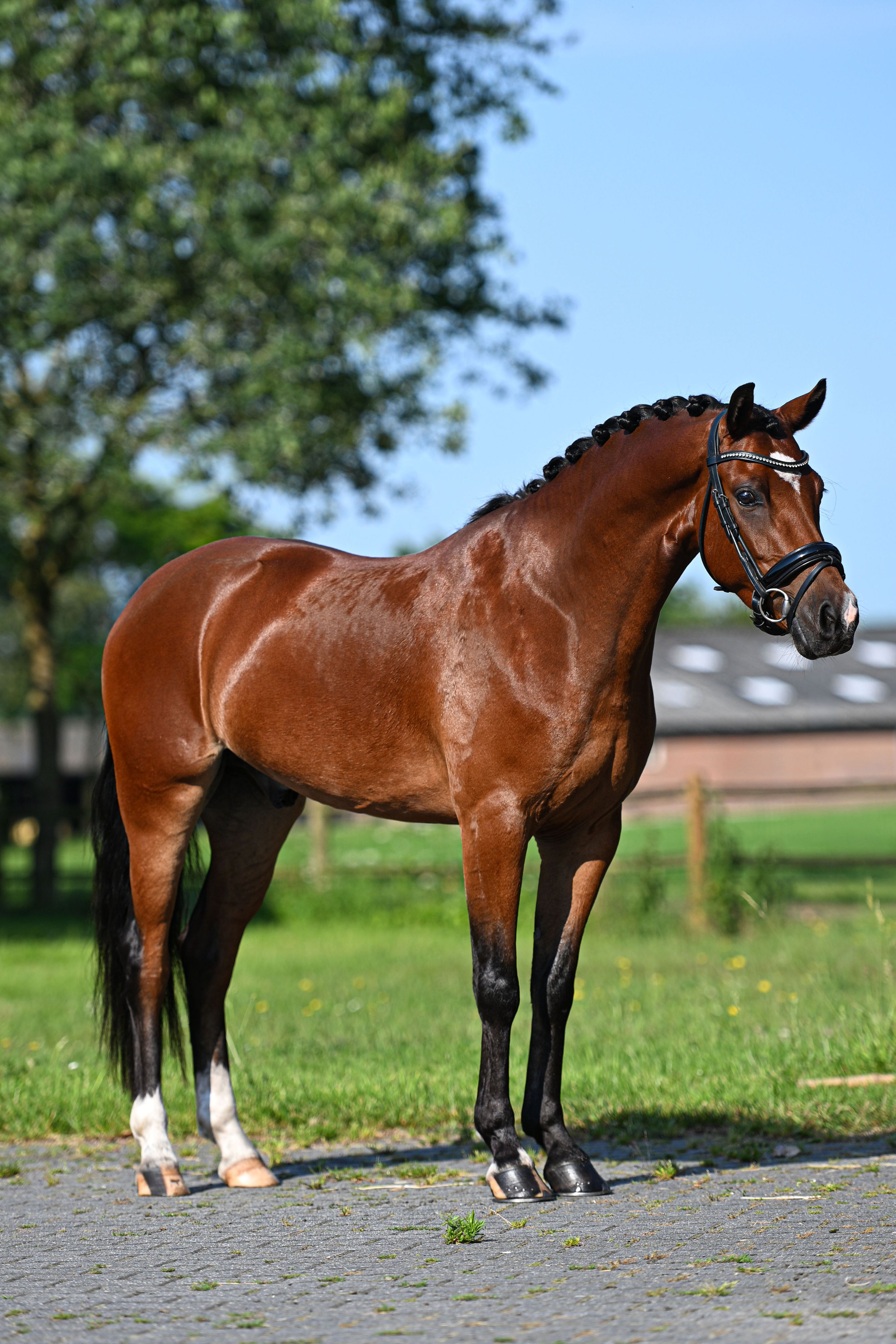 Talentvolle, super lieve C pony