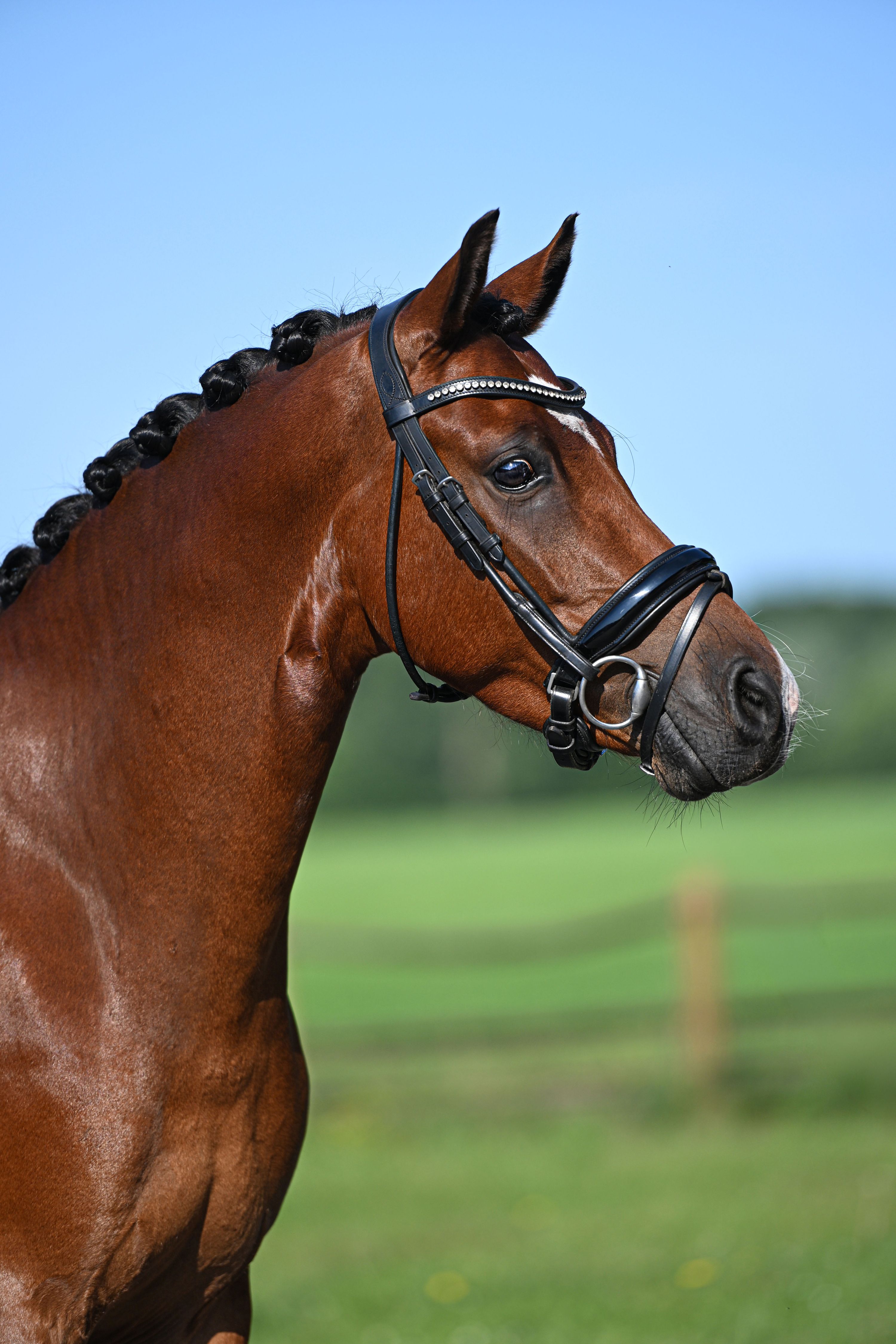 dressuurpony ruin 4 jaar bruin te koop - Foto 5