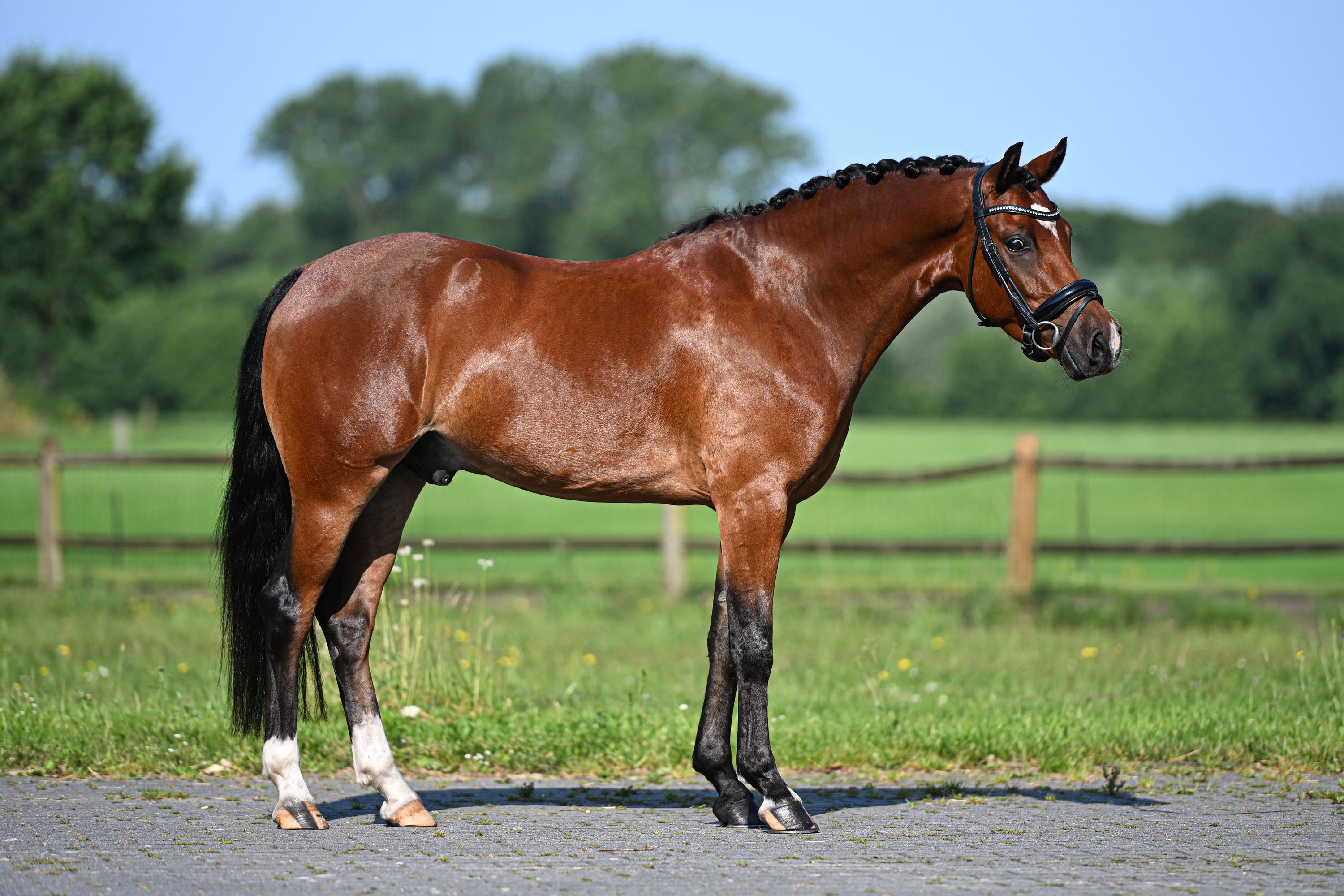 dressuurpony ruin 4 jaar bruin te koop - Foto 4