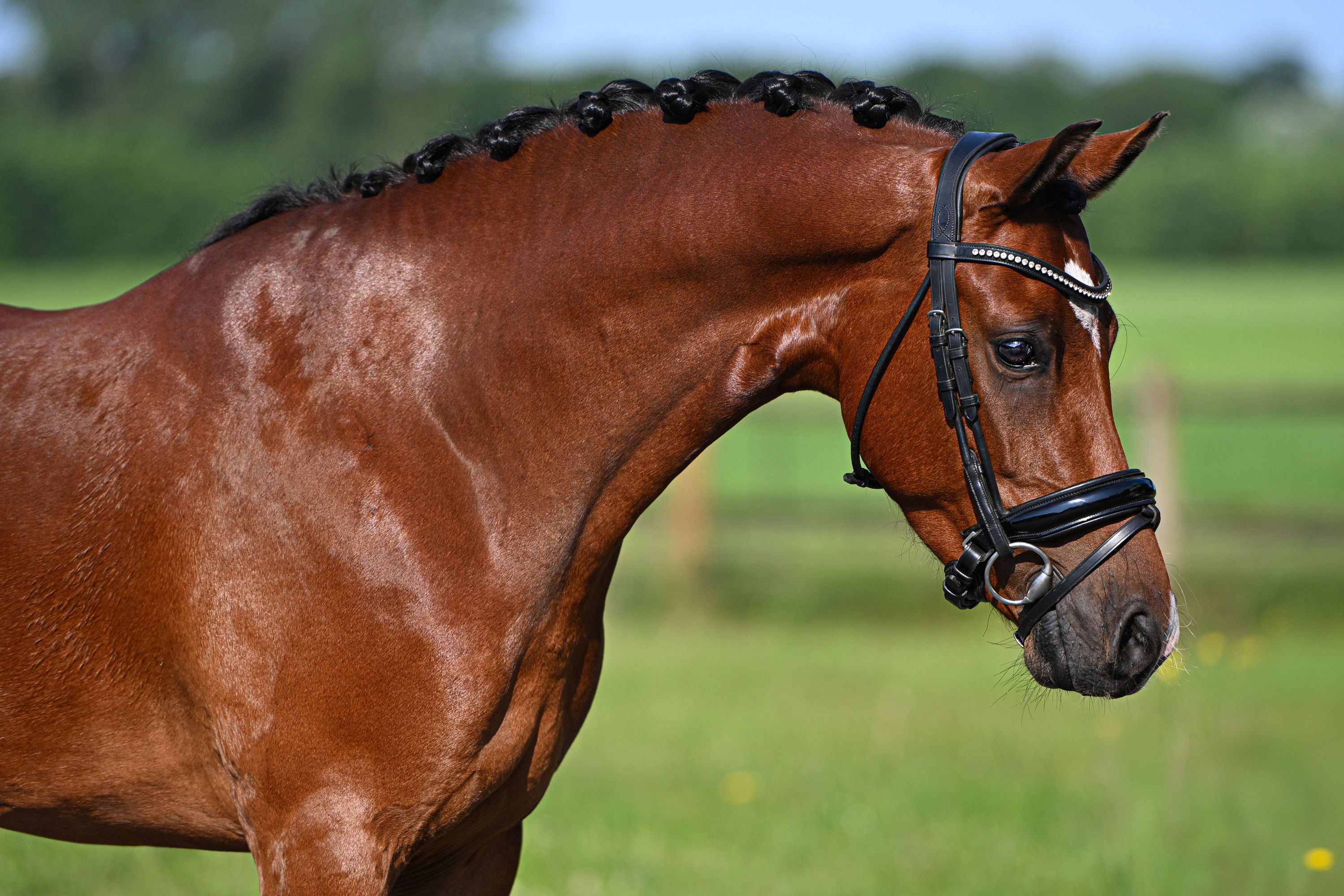 dressuurpony ruin 4 jaar bruin te koop - Foto 3