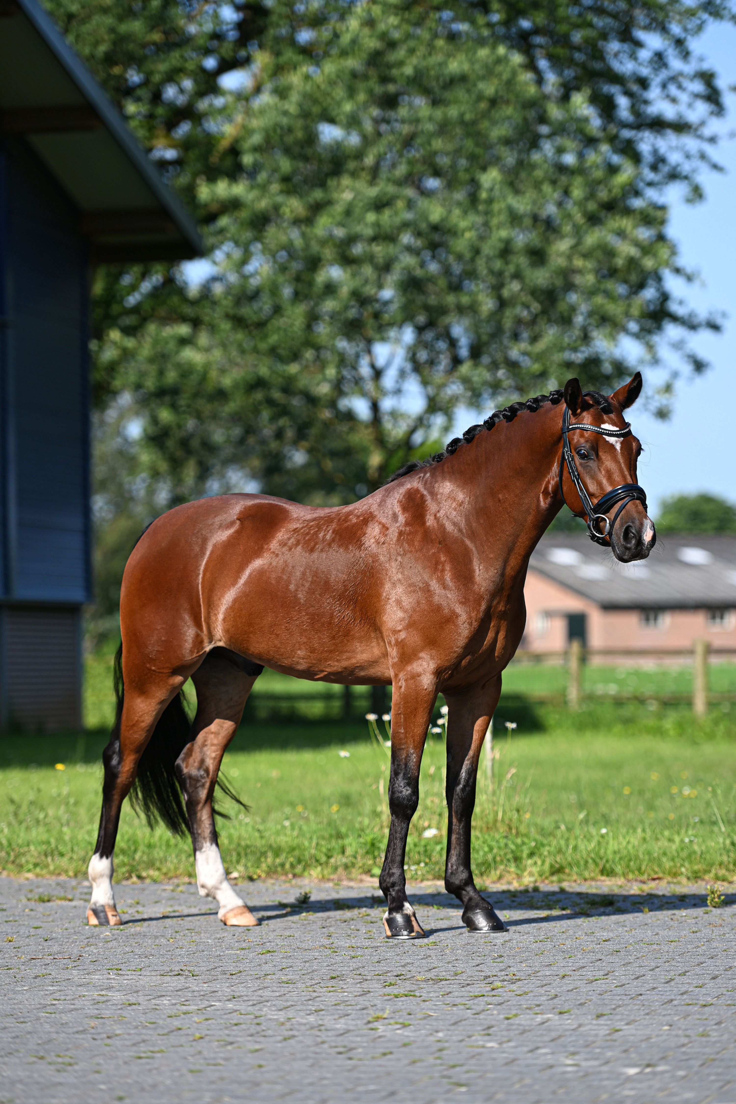dressuurpony ruin 4 jaar bruin te koop - Foto 2