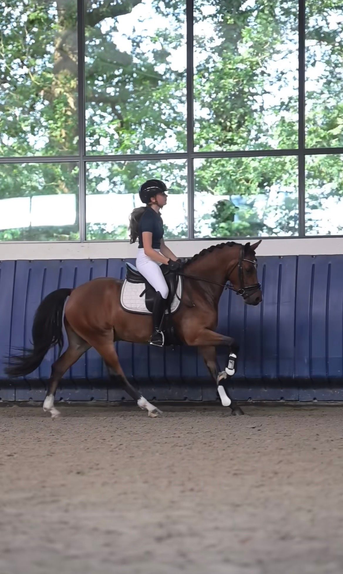 dressuurpony ruin 4 jaar bruin te koop - Foto 6