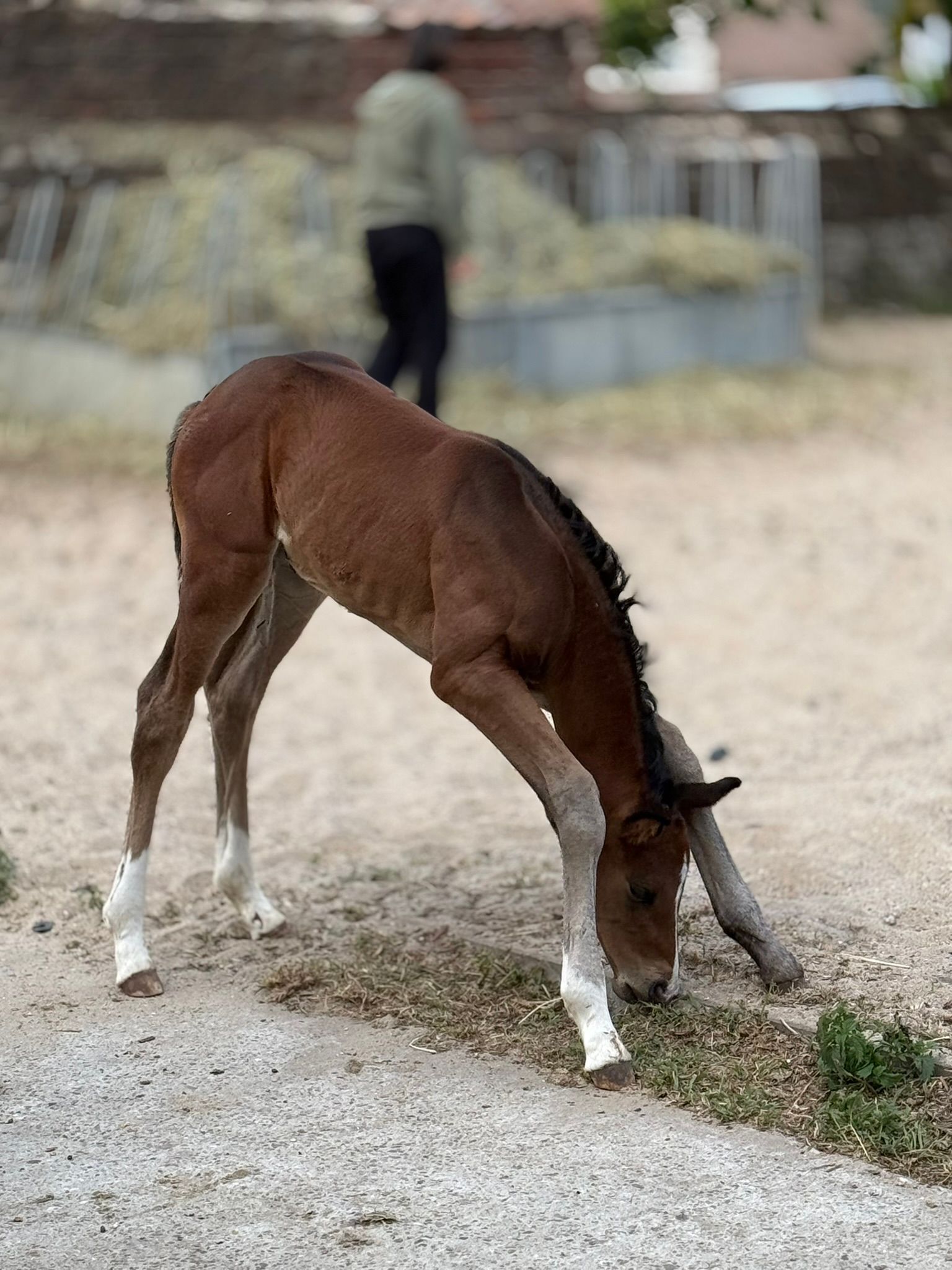 bwp dressuurpaard merrie 0 Jahre alt donkerbruin zu verkaufen - Foto 4
