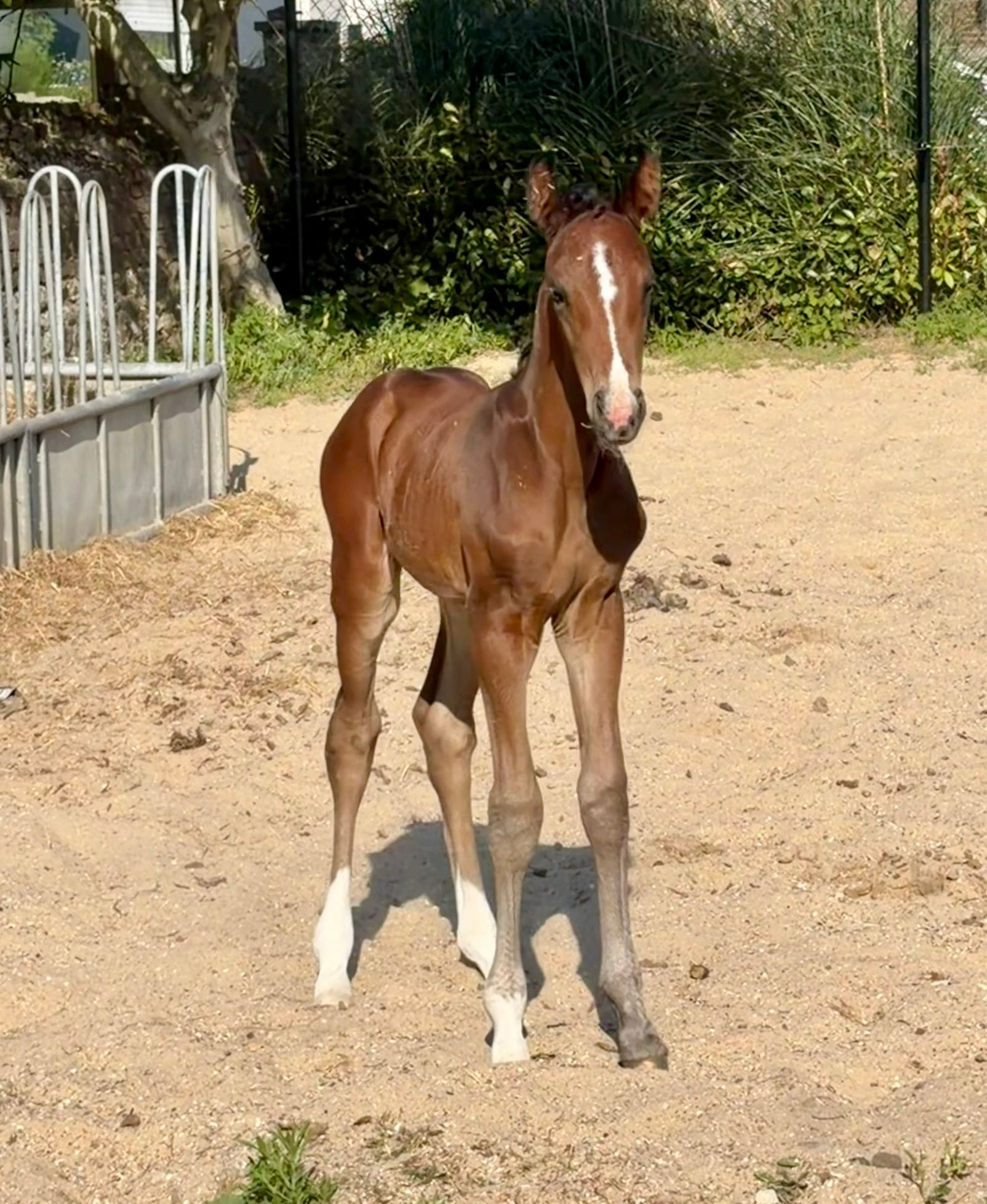 bwp dressuurpaard merrie 0 Jahre alt donkerbruin zu verkaufen - Foto 5
