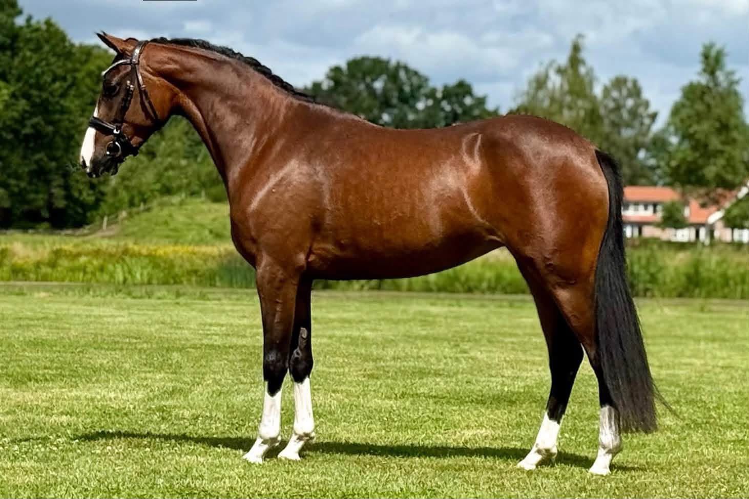 welsh pony merrie 16 år donkerbruin till salu - Foto 2