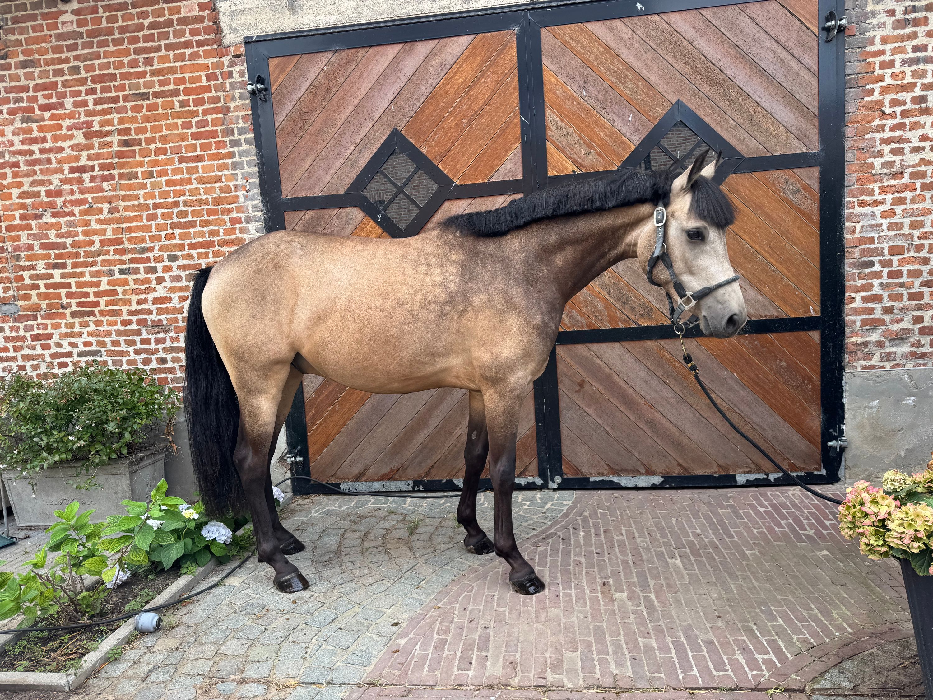 nrps allround-pony ruin 4 lat andere-kleur na sprzedaż - Zdjęcie 2