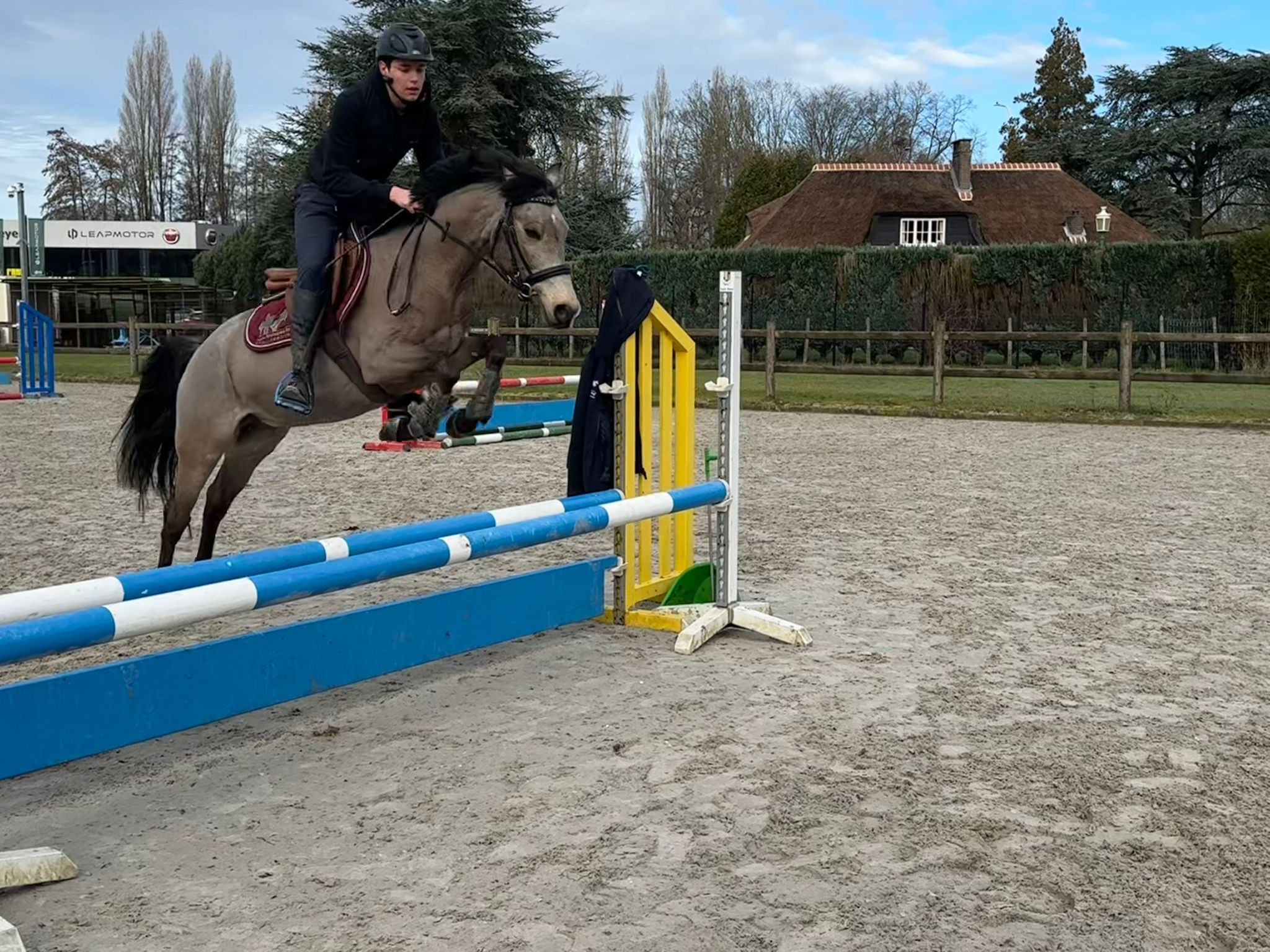 nrps allround-pony ruin 4 lat andere-kleur na sprzedaż - Zdjęcie 4