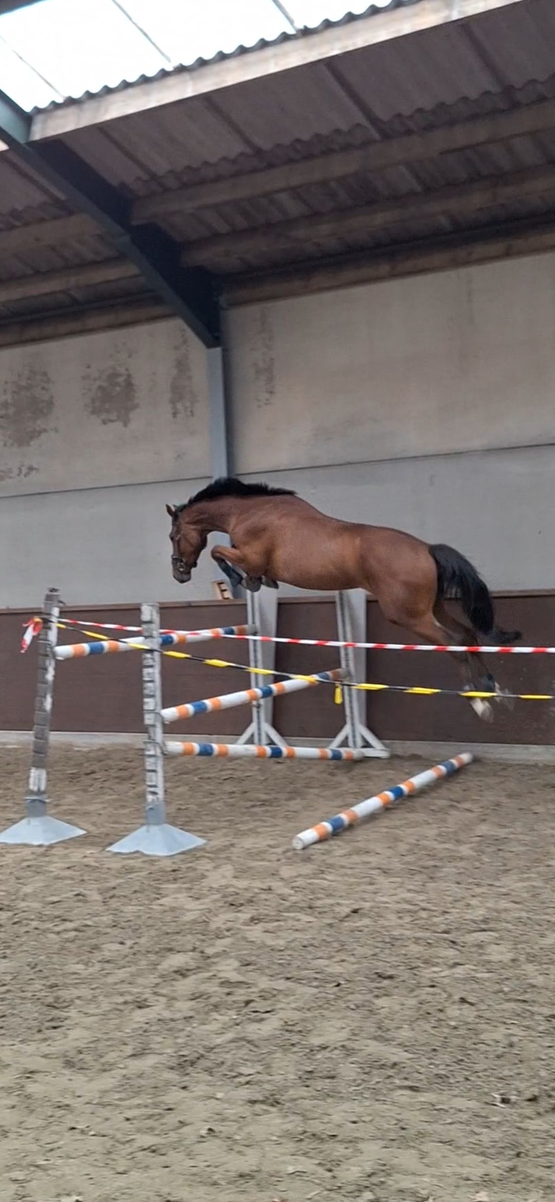 zangersheide springpaard ruin 4 ans bruin à vendre - Photo 2