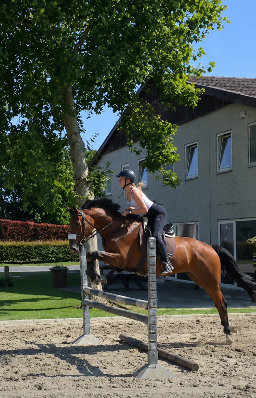 zangersheide springpaard ruin 4 ans bruin à vendre - Photo 3