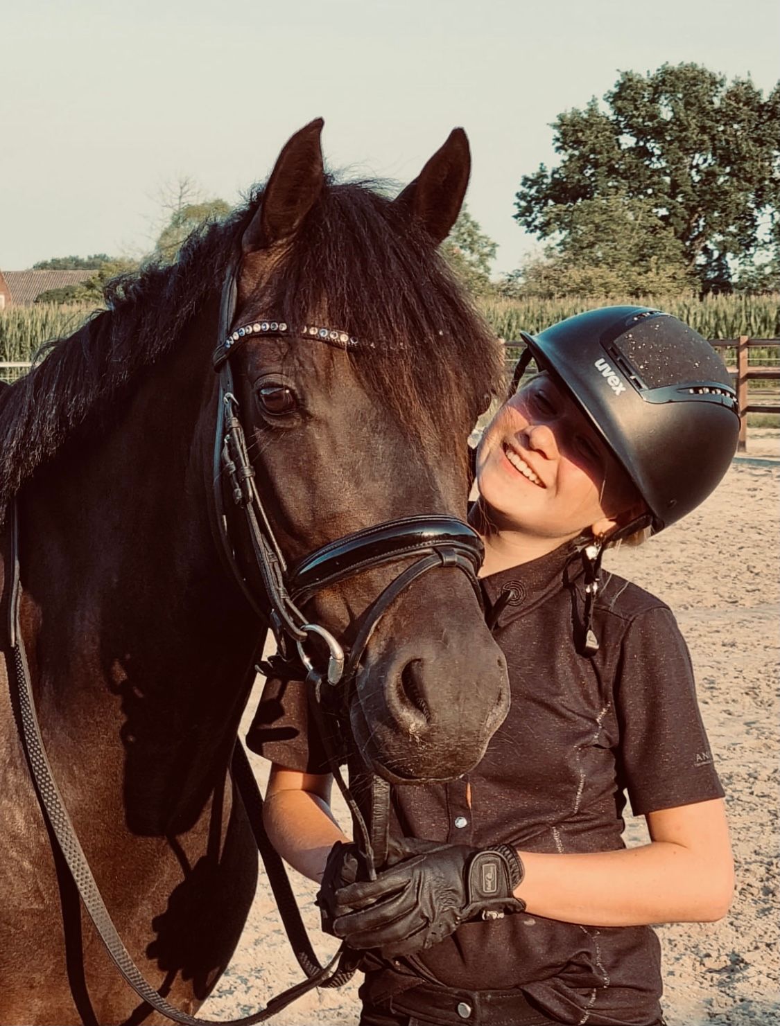 welsh dressuurpony ruin 9 år donkerbruin till salu - Foto 2