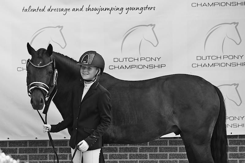 welsh dressuurpony ruin 9 år donkerbruin till salu - Foto 3