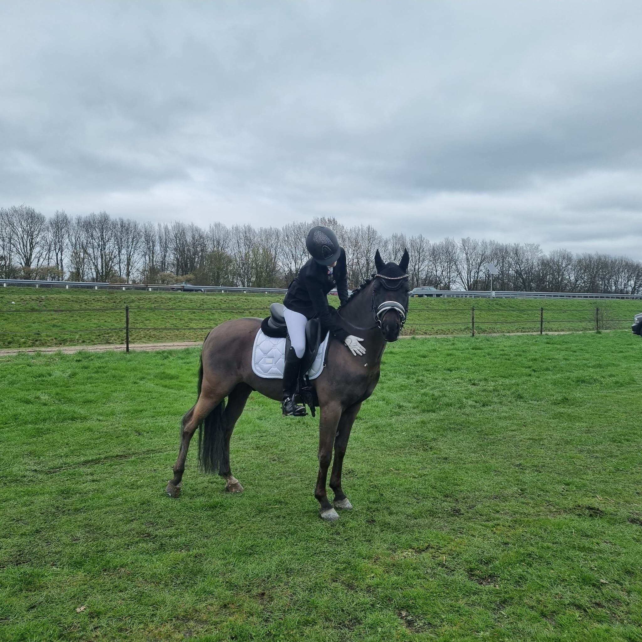 welsh dressuurpony ruin 9 år donkerbruin till salu - Foto 5