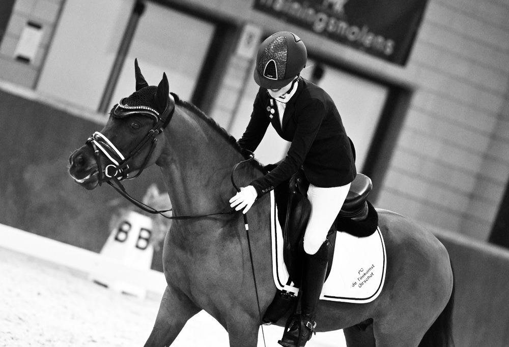 welsh dressuurpony ruin 9 år donkerbruin till salu - Foto 4