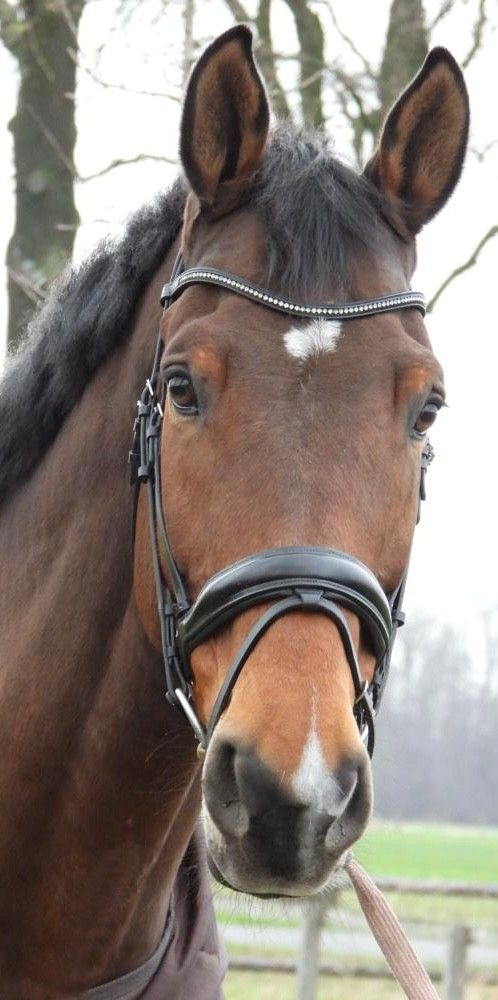 Nice horse for leisure or companion