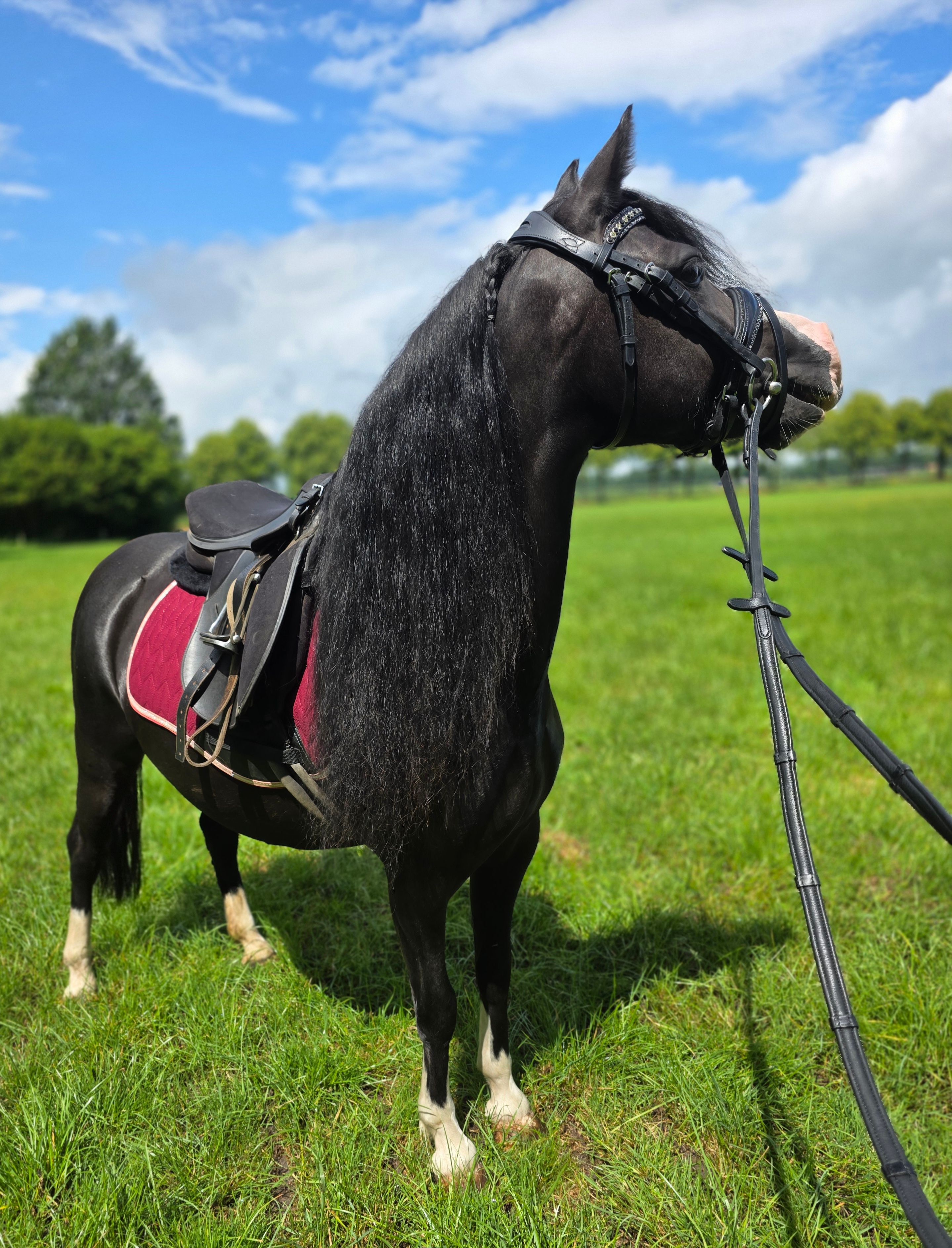 Bloedmooie sectie A welsh zwarte bixie pony te koop aangeboden!!