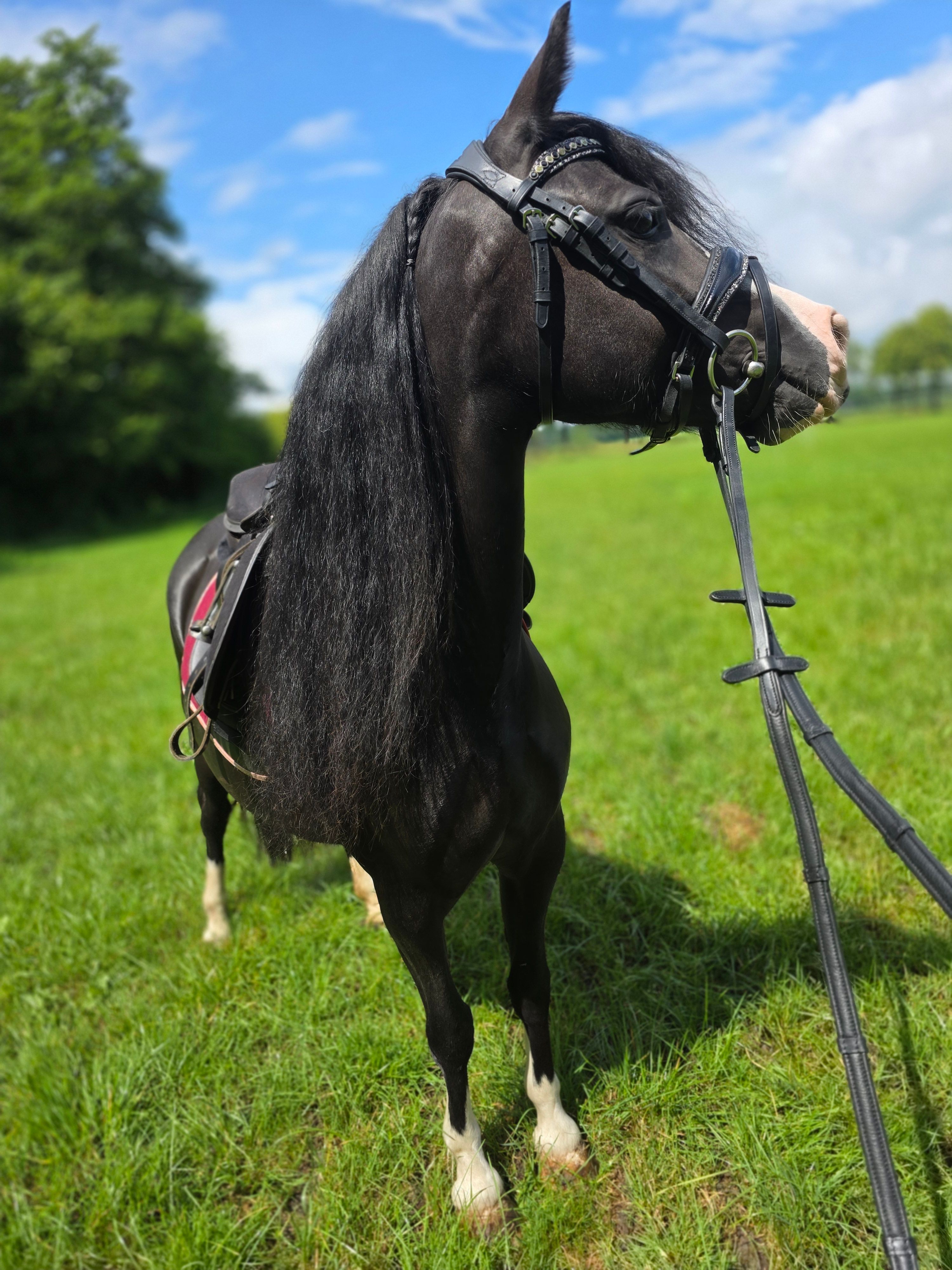 allround-pony merrie 5 jaar zwart te koop - Foto 3