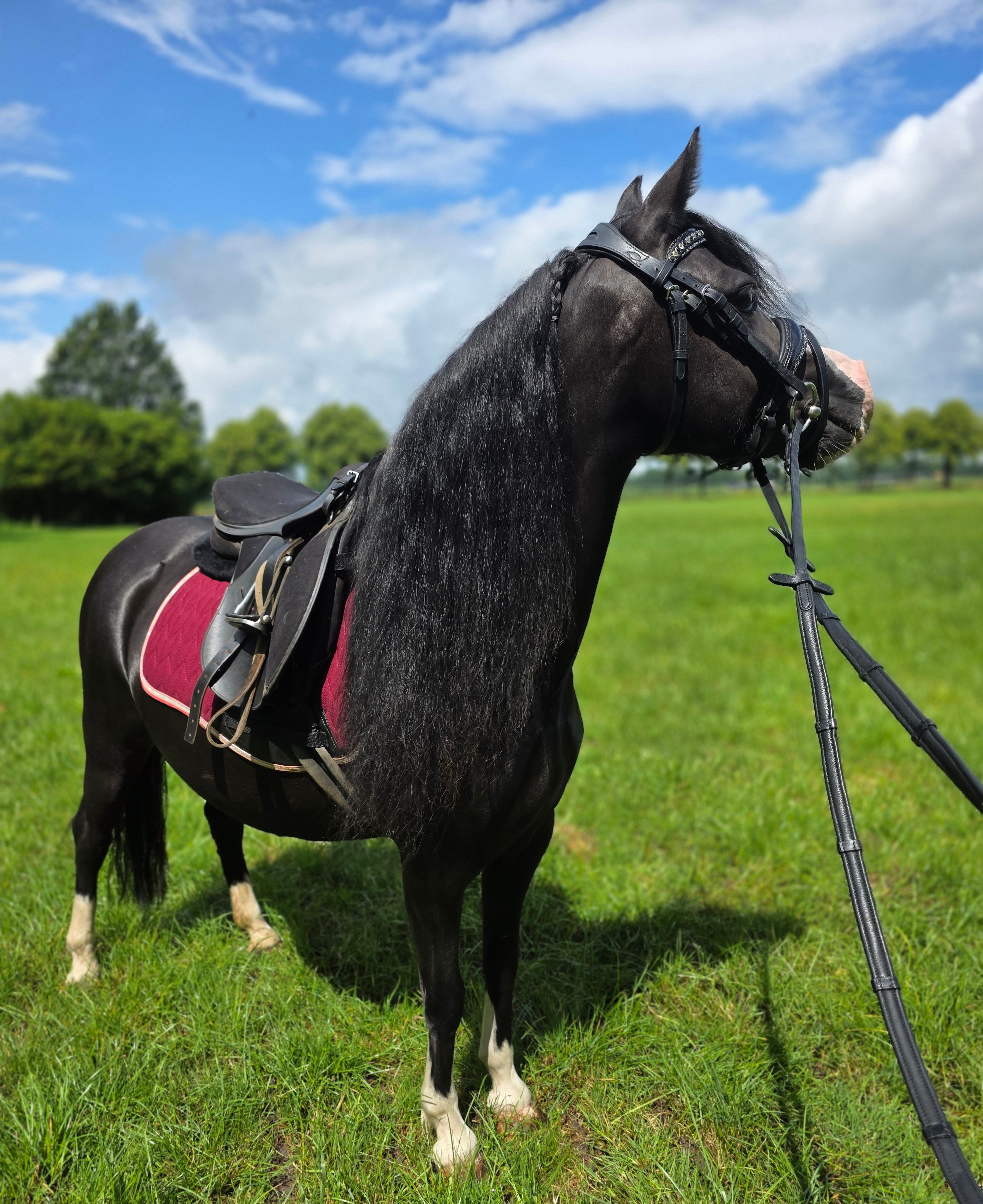 allround-pony merrie 5 jaar zwart te koop - Foto 2